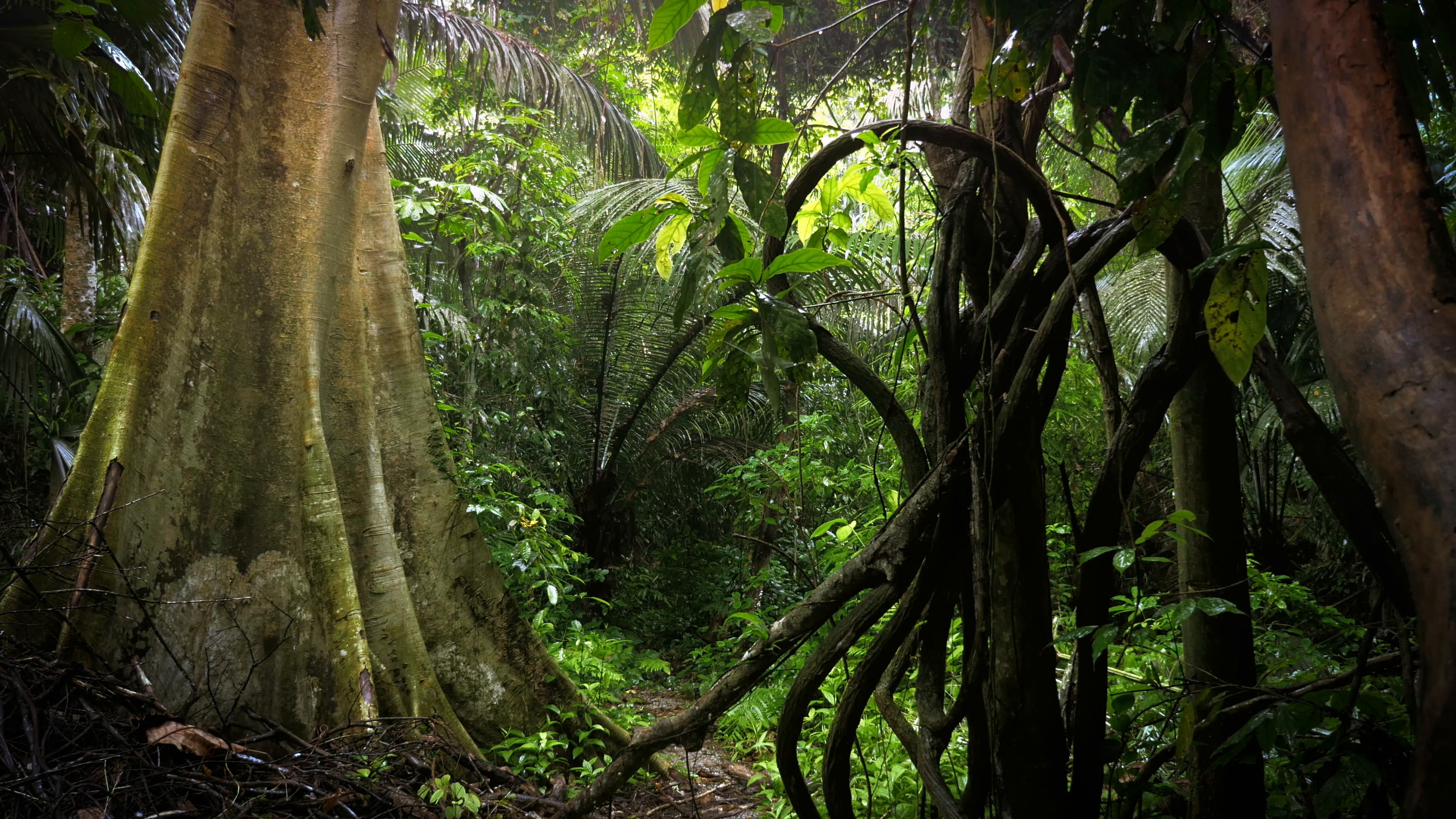 3840x2160 Scenic jungle rainforest nature background. Asian lush forest wilderness  flora Stock Video Footage - VideoBlocks