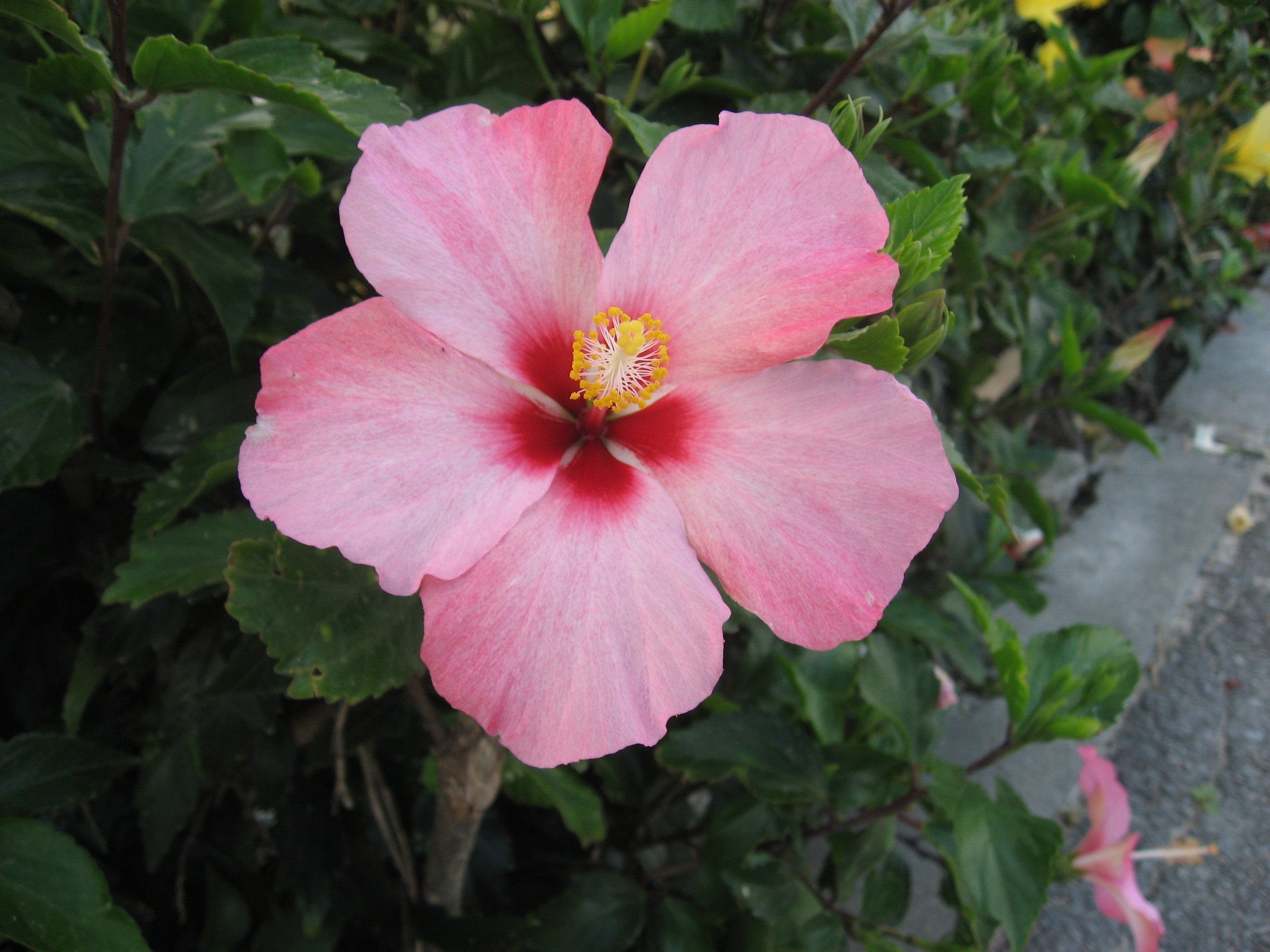 2816x2112 Ishigaki Island, Hibiscus, flower, pink color