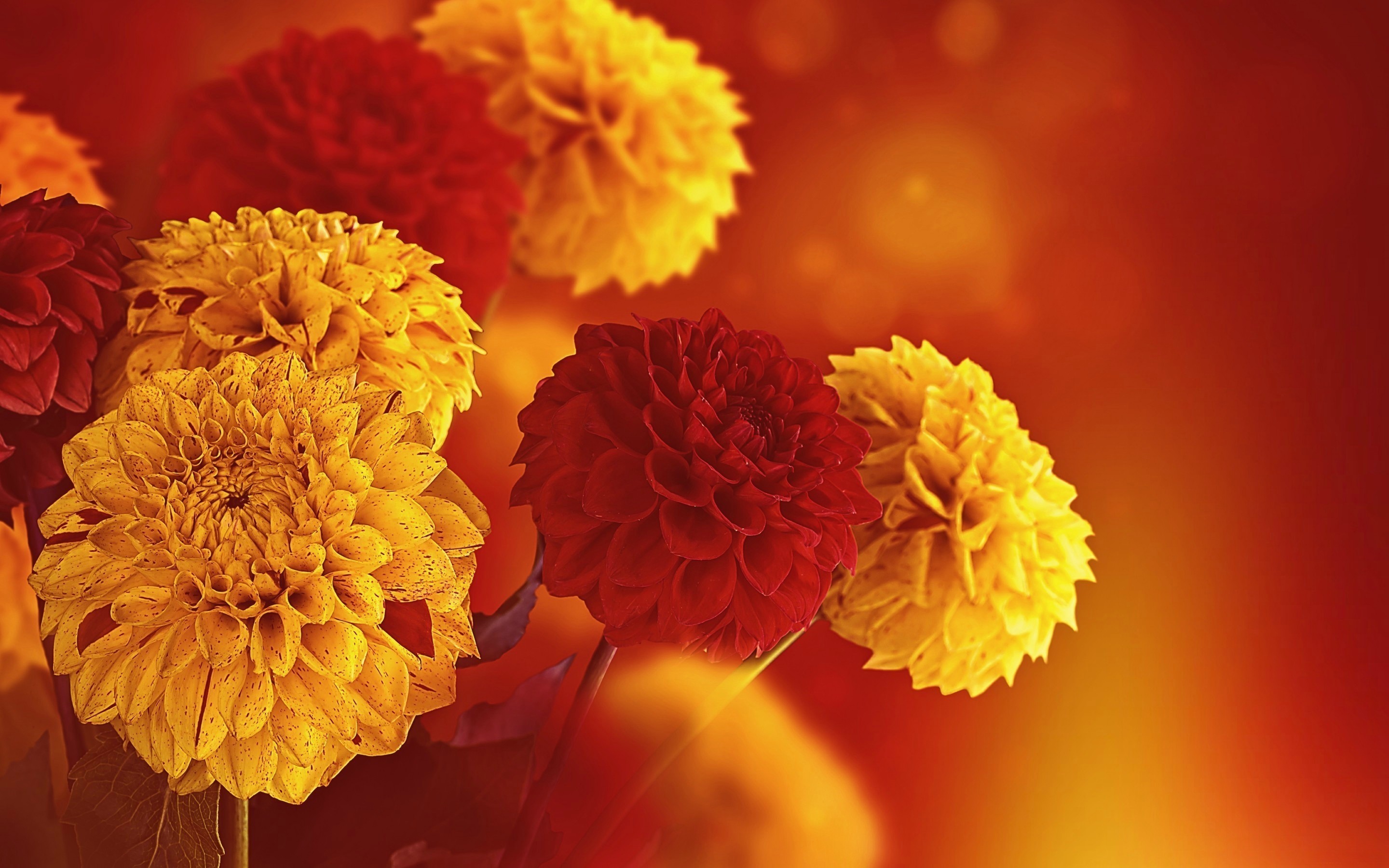 2880x1800 Res: 1920x1080, Fall Flowers Autumn Boards Wood Pods Bubbles Sunflowers  Free Desktop Background. 1920x1080 Fall Flowers Autumn Boards ...