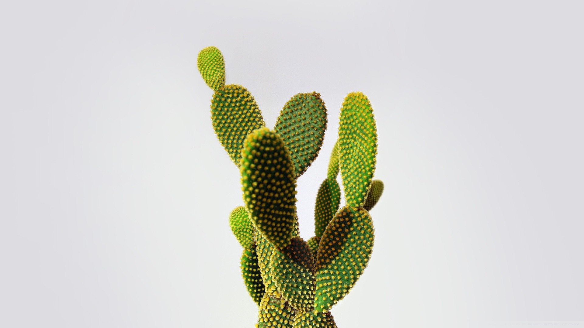 Download Cactus Background Green RoyaltyFree Stock Illustration Image   Pixabay