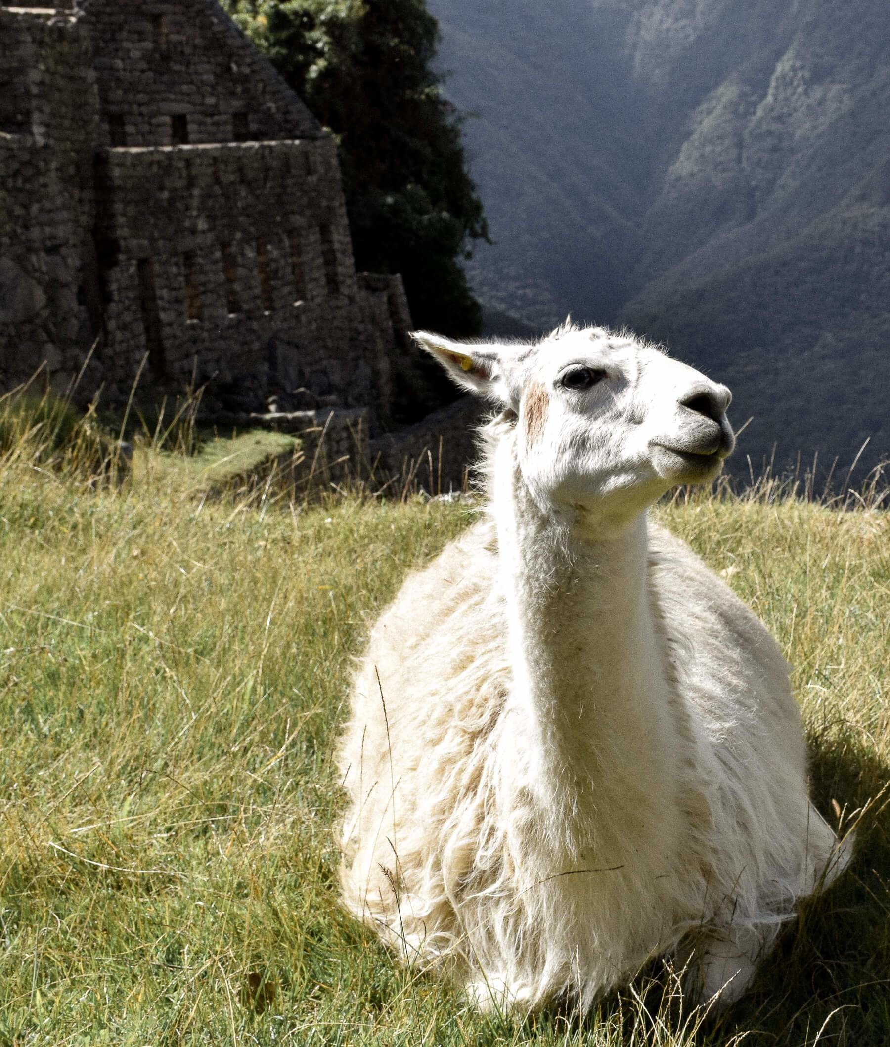 1800x2118 White Llama sitting down whilst facing the camera with Machu Picchu ruins  and valley in the