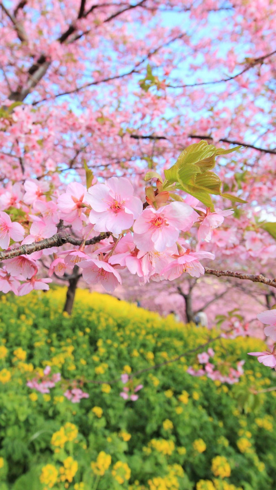 1080x1920 spring-bloom-tree-flowers-wallpaper-wp60012067