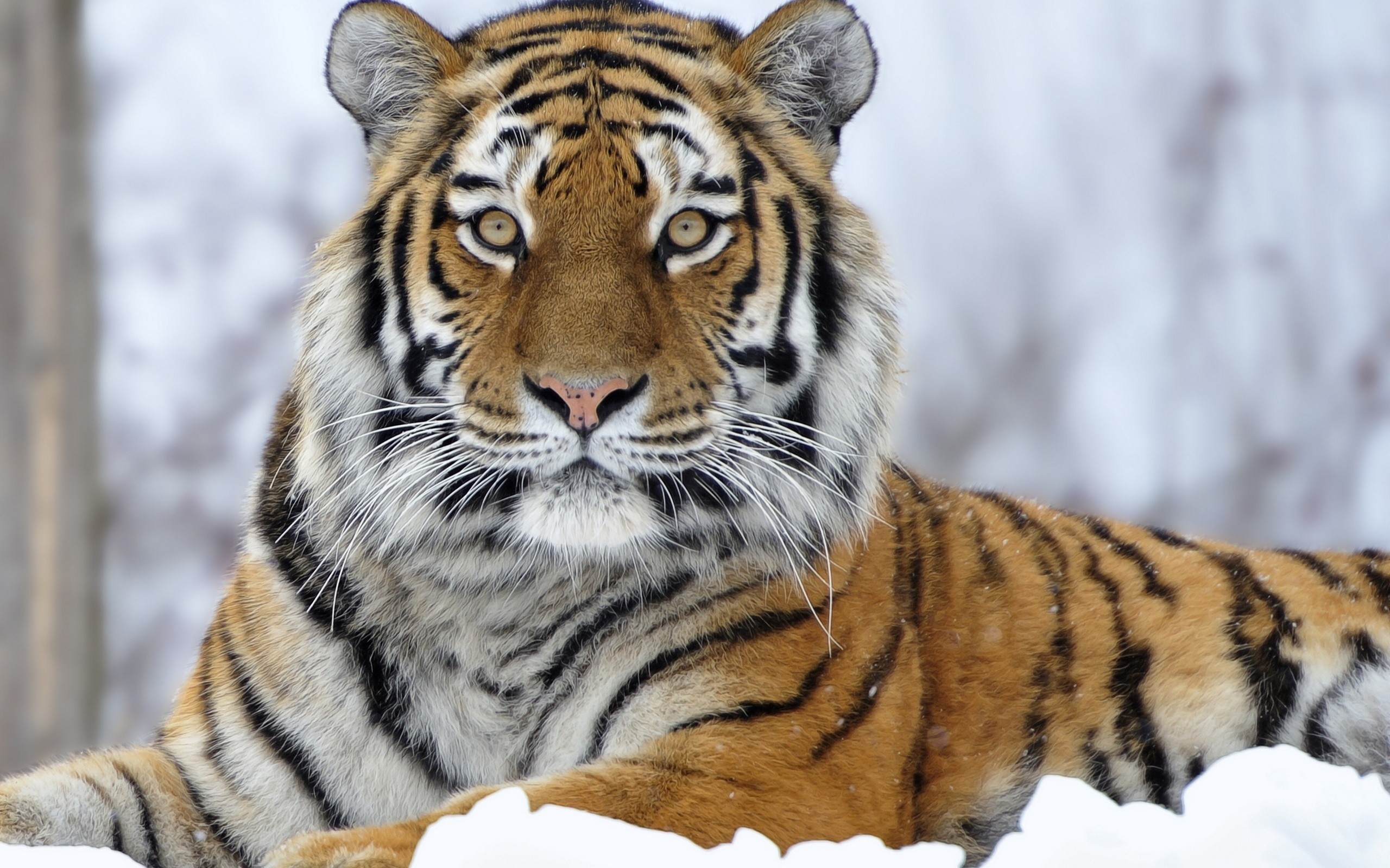 2560x1600 Siberian tiger wallpaper pictures