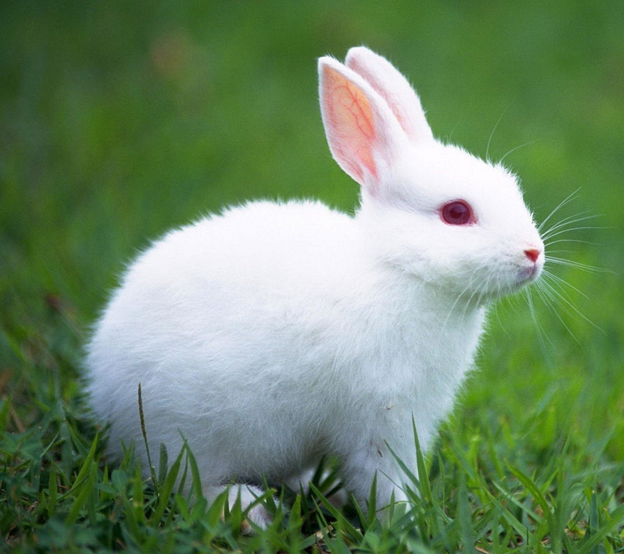 2160x1920 White Rabbit Wallpapers | High Definition Wallpapers