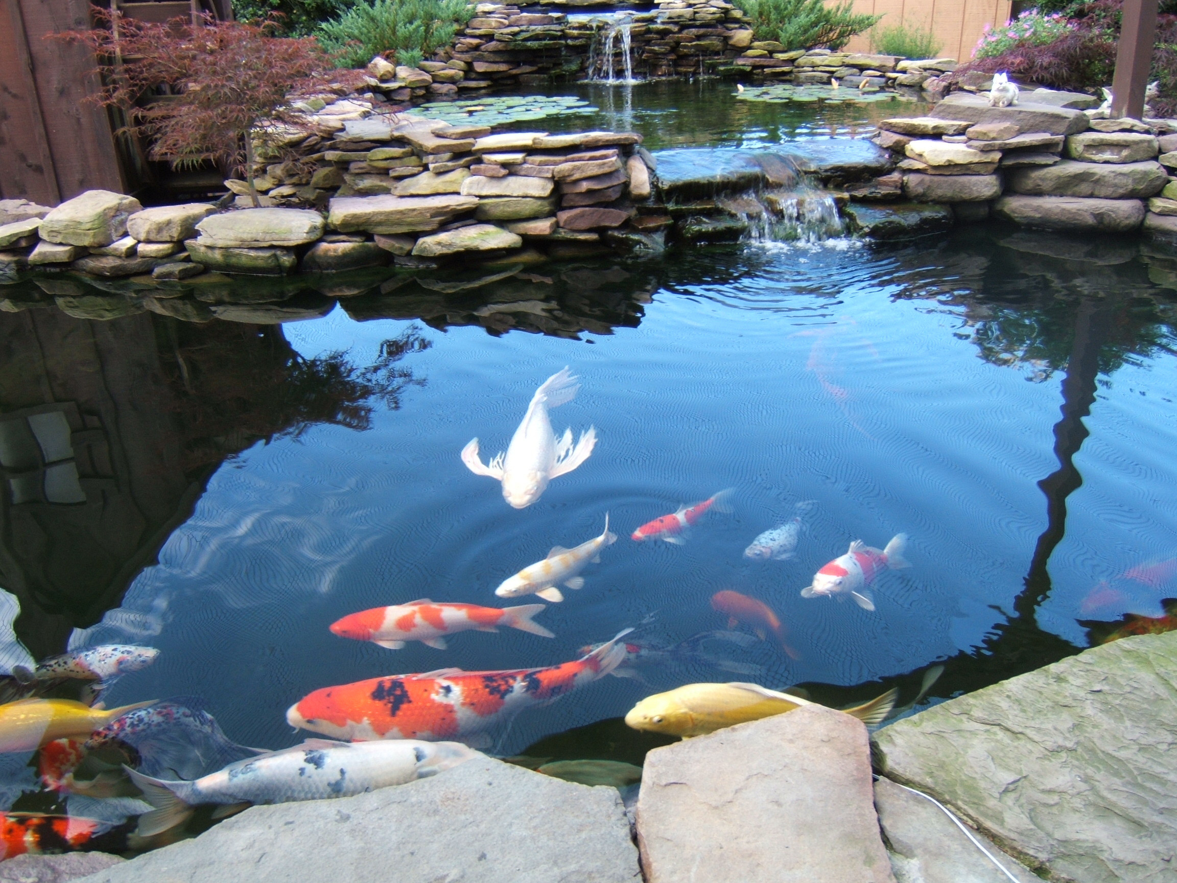 2304x1728 9 Awesome Diy Koi Pond and Waterfall Ideas for Your Back Yard Building A Koi  Fish
