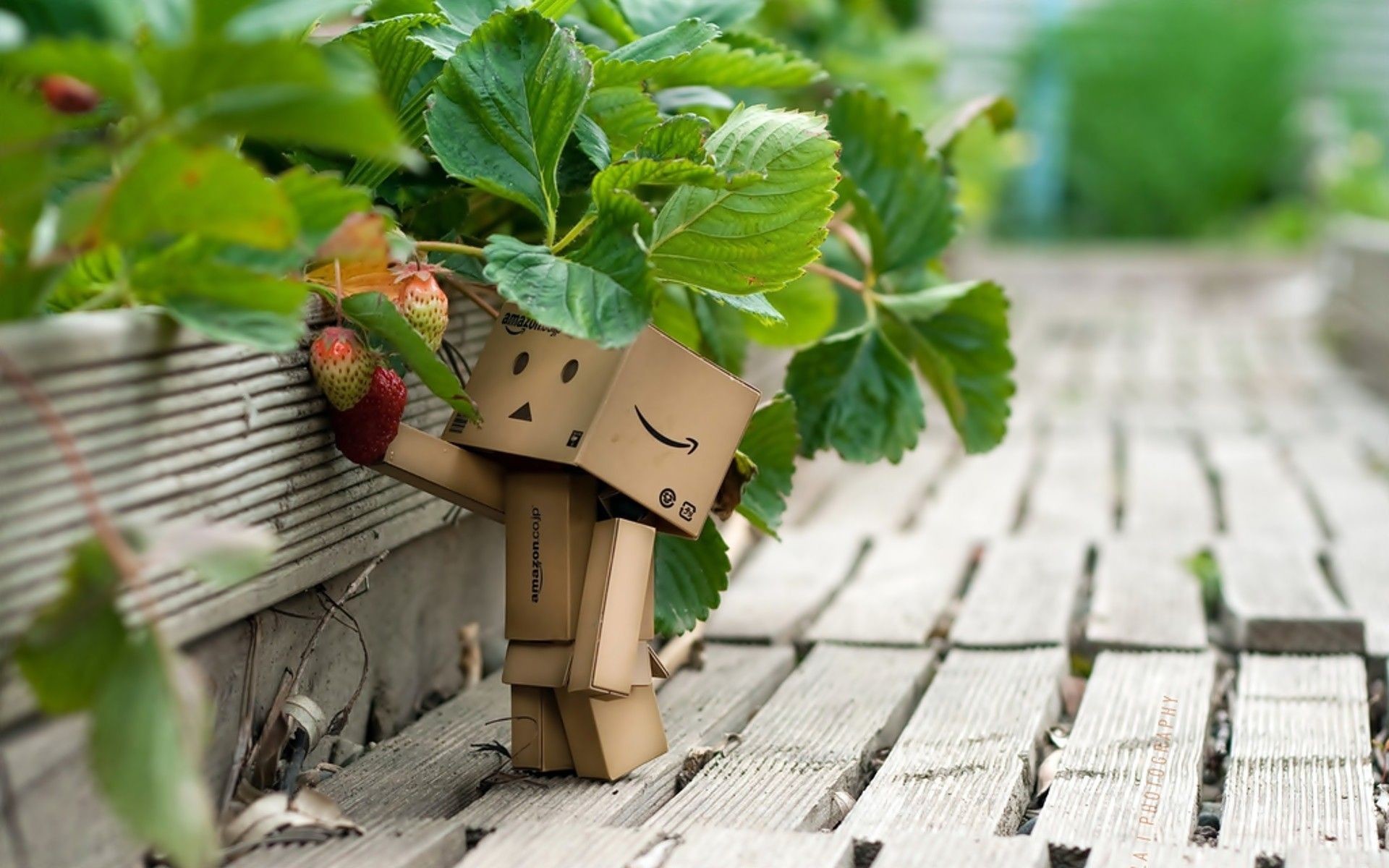 1920x1200 danbo wallpapers-Second Series 19 Wallpapers View