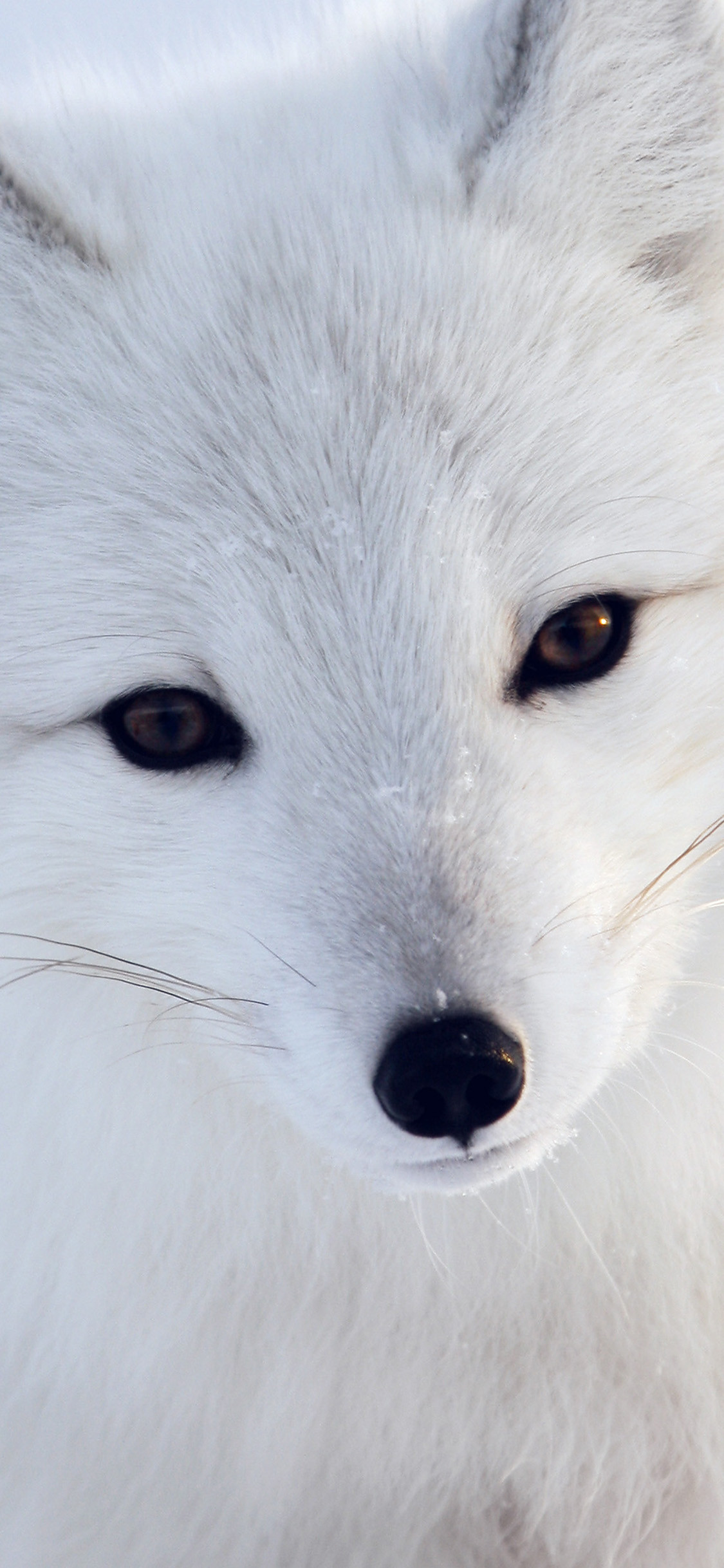 1125x2436 Arctic fox iPhone 8 Wallpaper