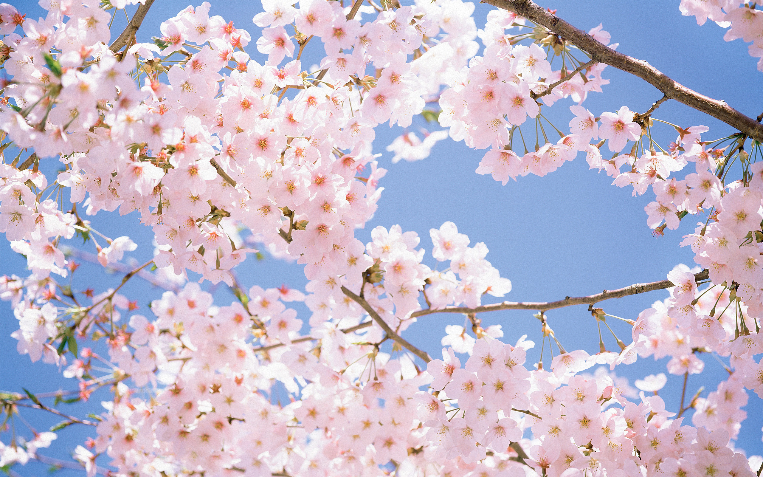 2560x1600 Flowers Cherry Blossom Wallpapers Images Desktop Free Hd Photos Cherry  Blossom
