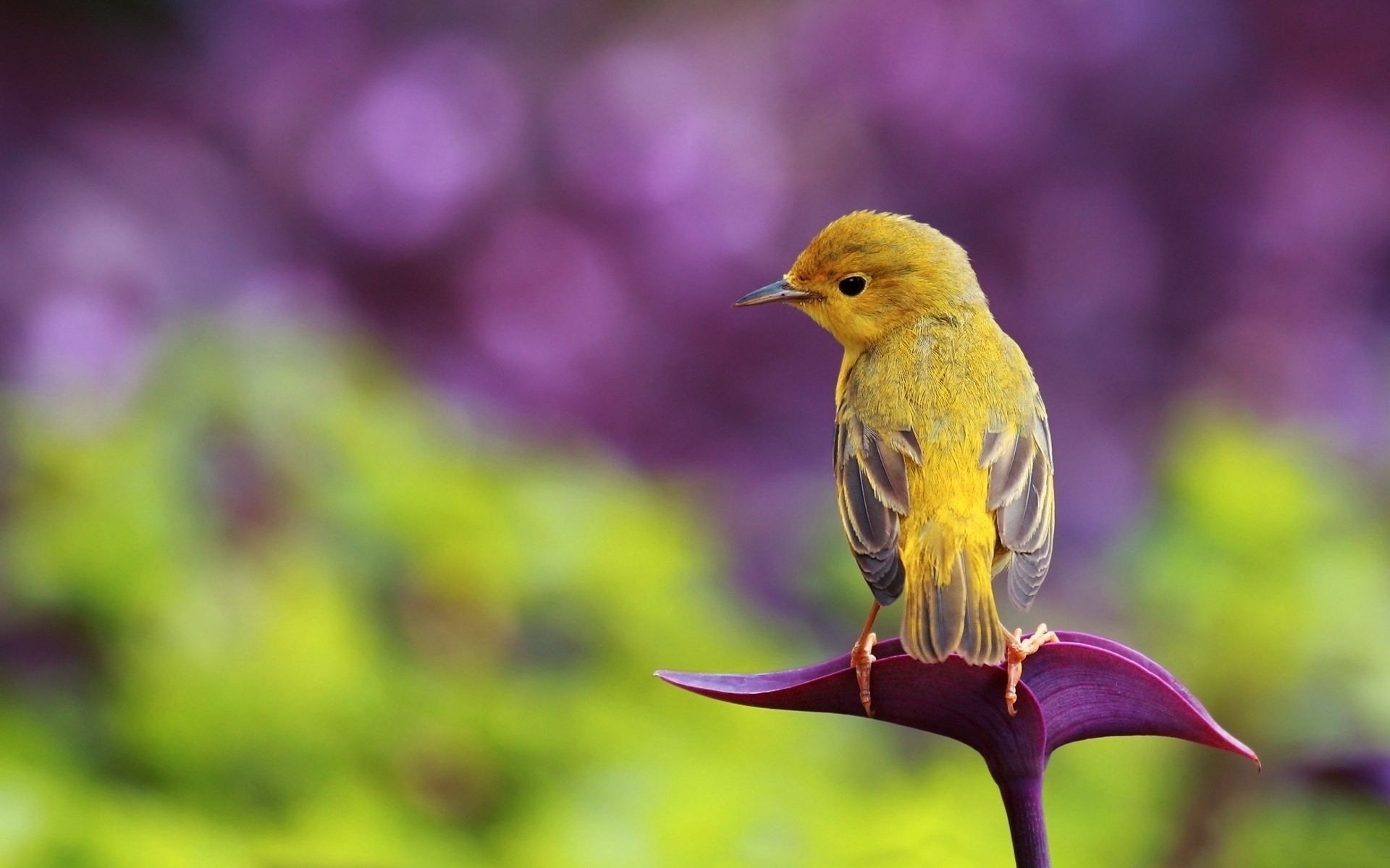 1920x1200 Birds and flowers are the most amazing Wallpaper