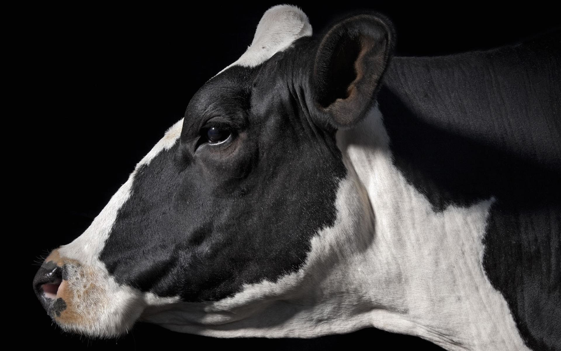1920x1200 Wallpaper profile cow black white