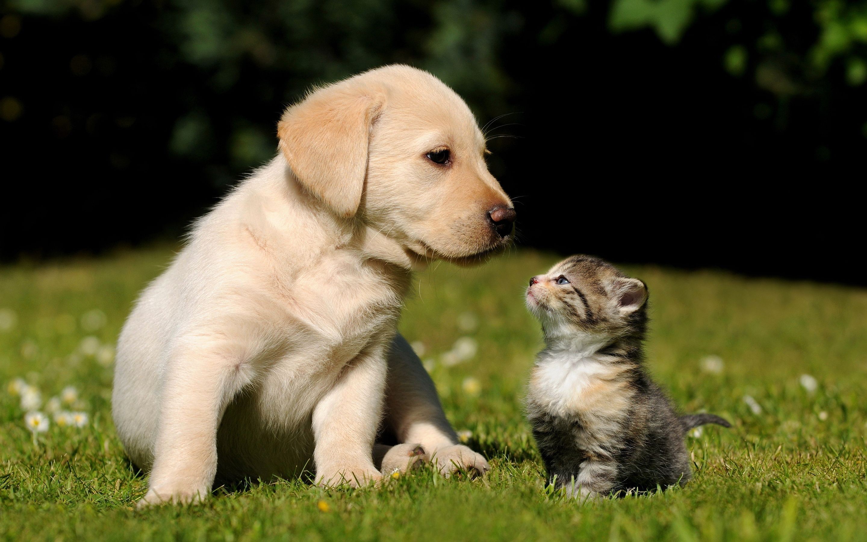 2880x1800 Cute Puppy Kitten Wallpapers | Pictures