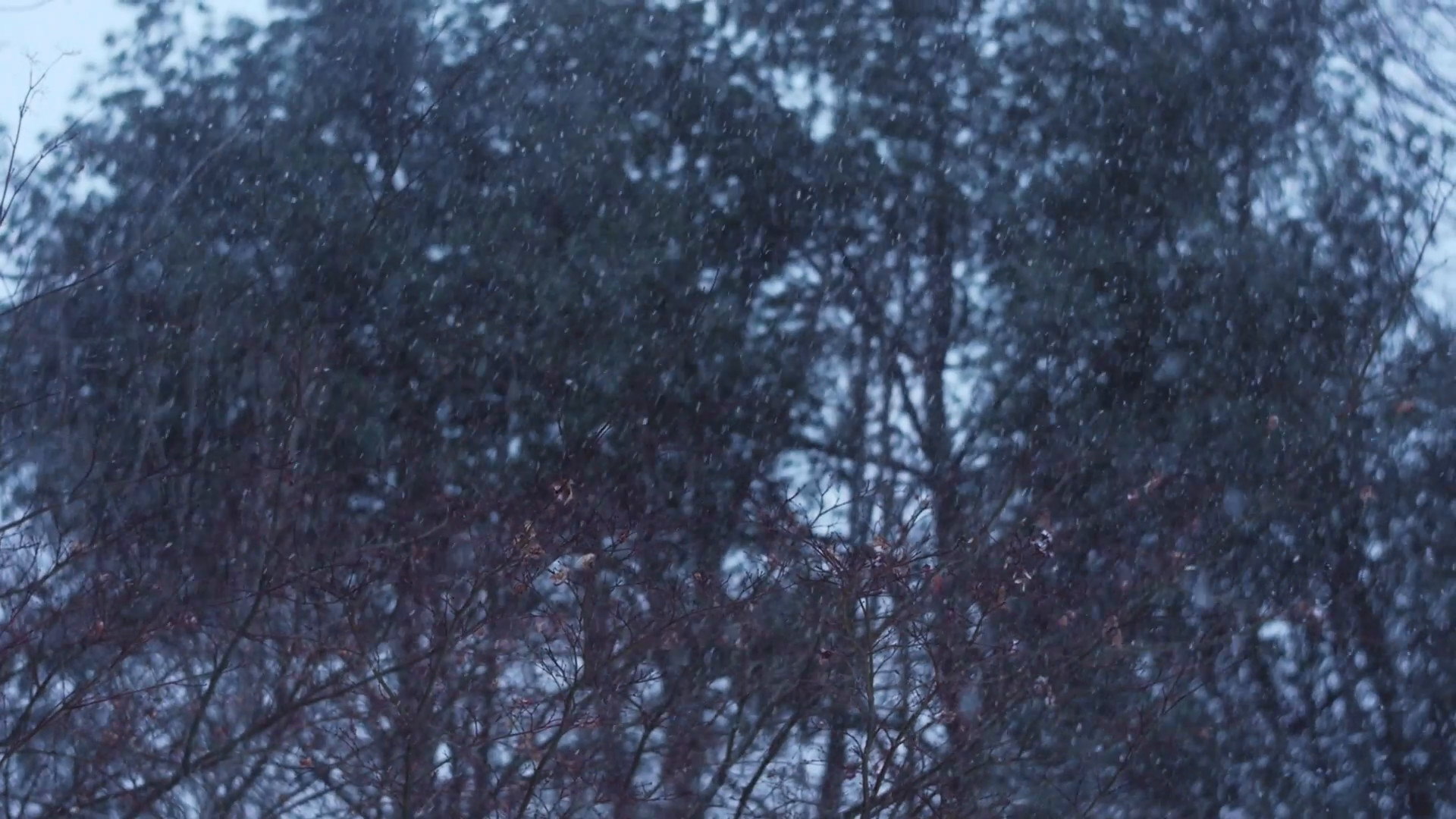 1920x1080 Wide shot of snow falling with dark forest in background Stock Video  Footage - VideoBlocks