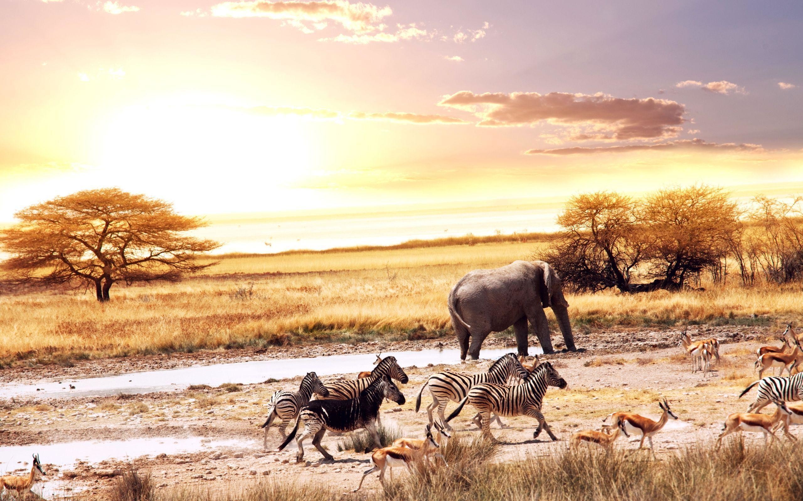 2560x1600 Wild Animals in Africa Wallpaper Â« Wallpaperz.