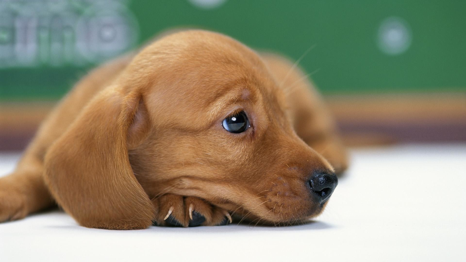 1920x1080 Miniature Dachshund Puppy