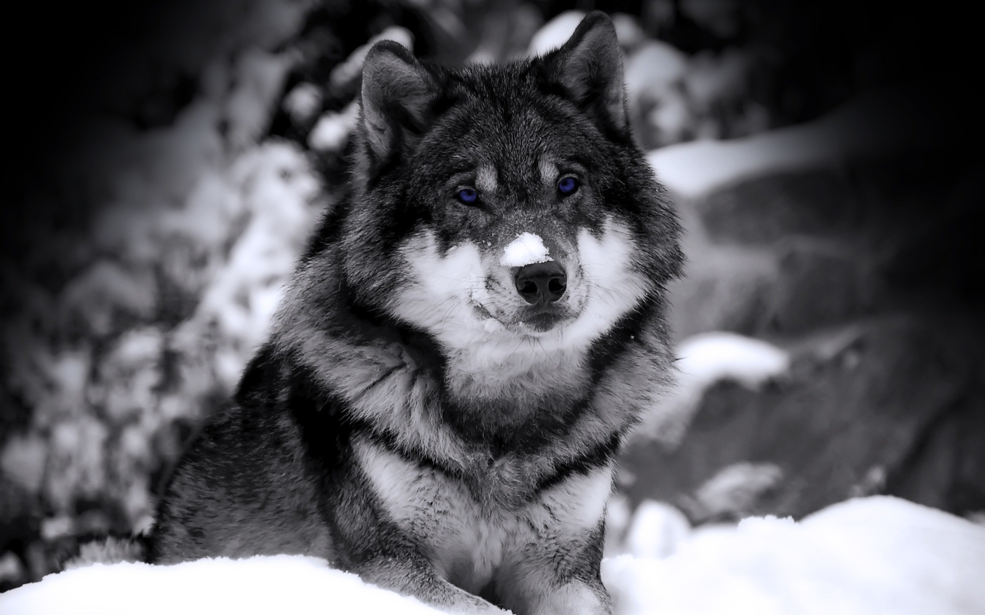 1920x1200 widescreen wolf wallpaper - blue eyes .