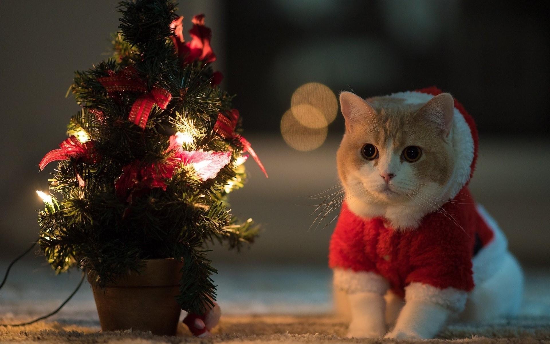 1920x1200 cat, Animals, Christmas Tree, Santa Costume Wallpapers HD / Desktop and  Mobile Backgrounds