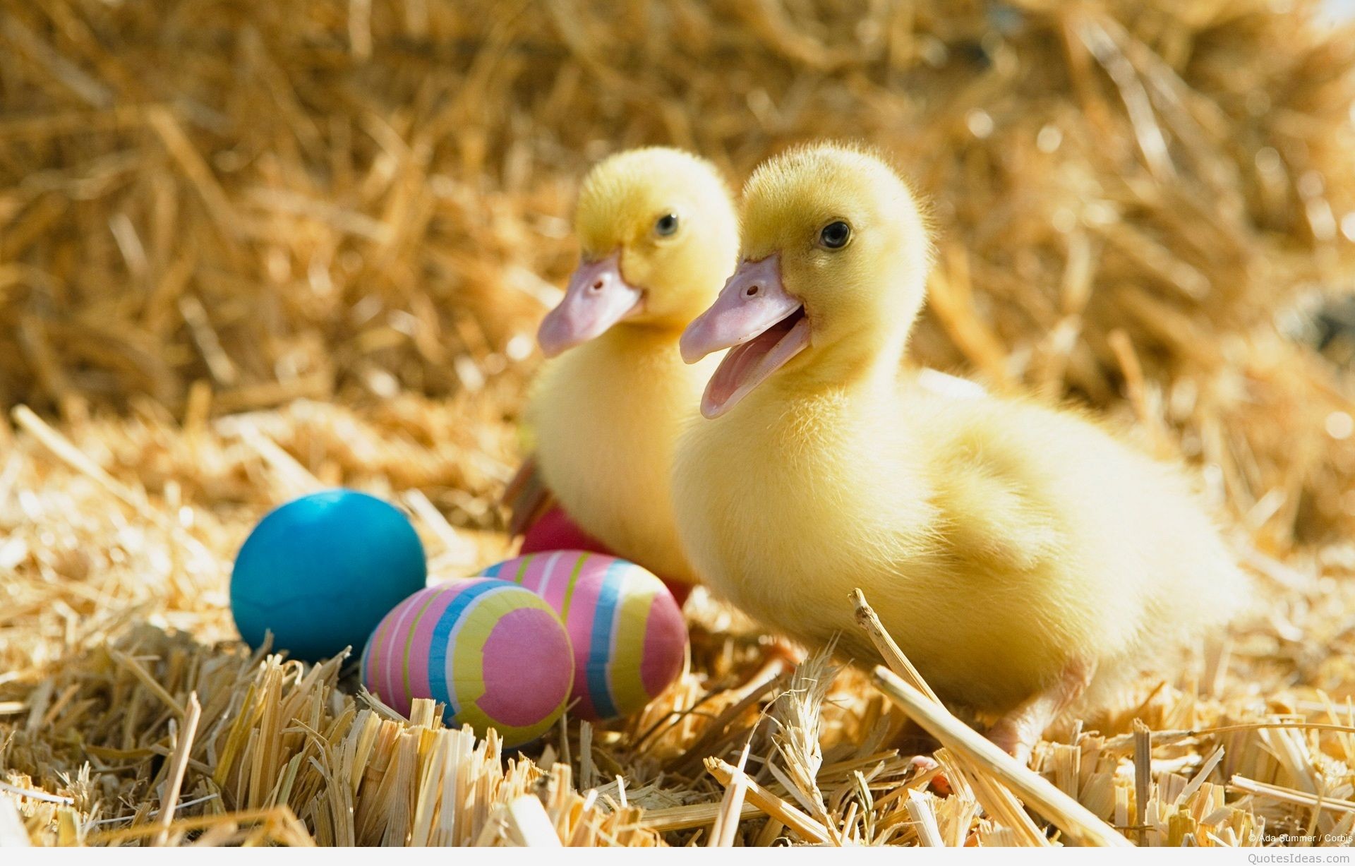 1920x1227 ... Wallpaper happy-easter-wishes-Ducklings-and-Easter-Eggs-high- ...