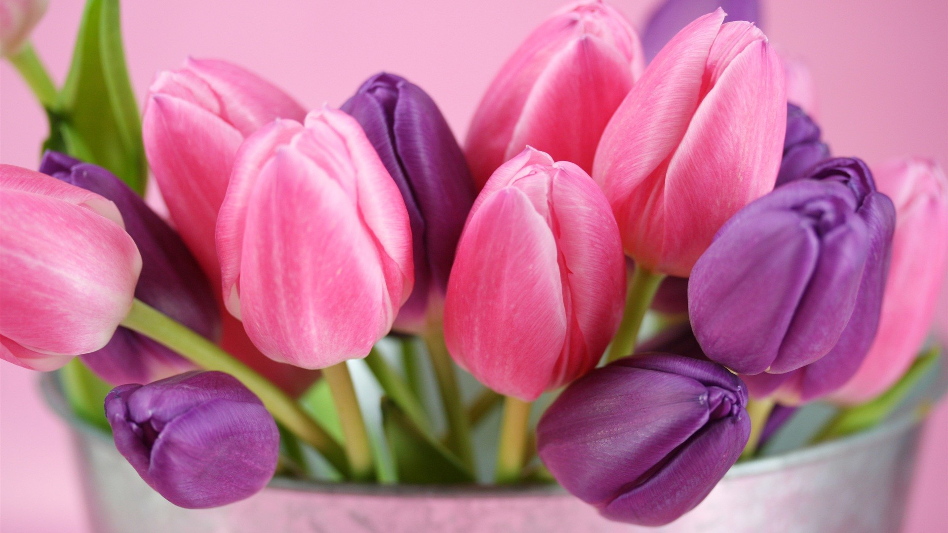 1920x1080 flowers-tulips-purple-wallpaper-pink-flower-wallwuzz-hd-wallpaper-18947 -  Magic4Walls.com