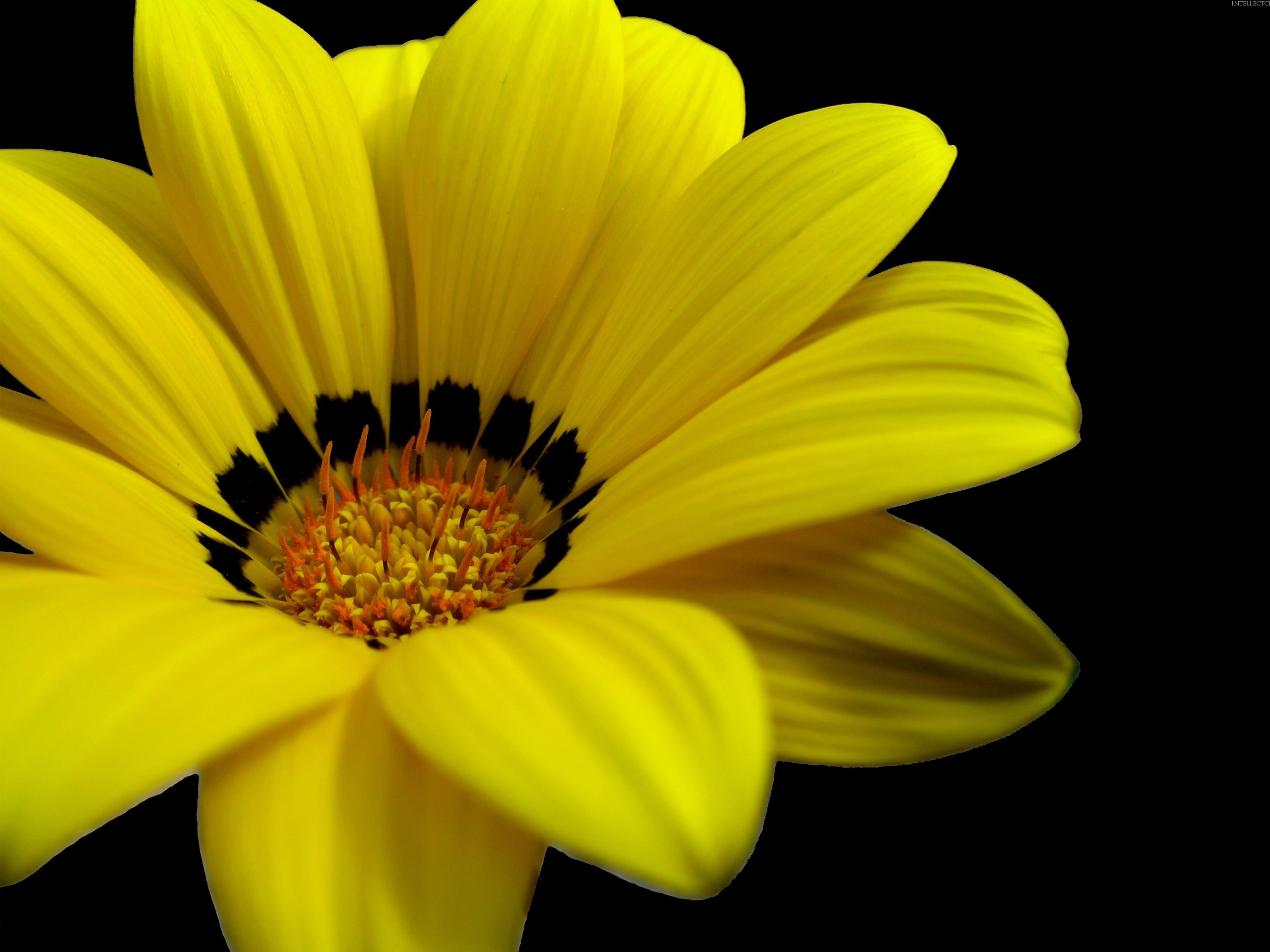 2560x1920 Great Yellow Flower