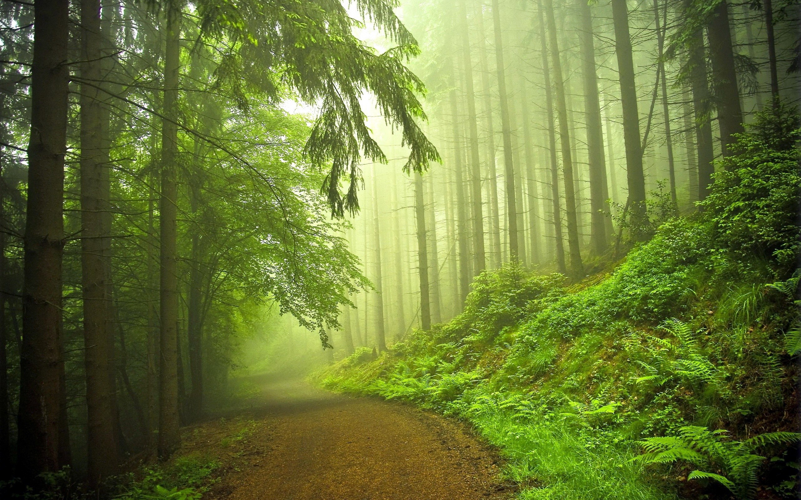 2560x1600 Morning On Green Forest Nature Wallpaper HD