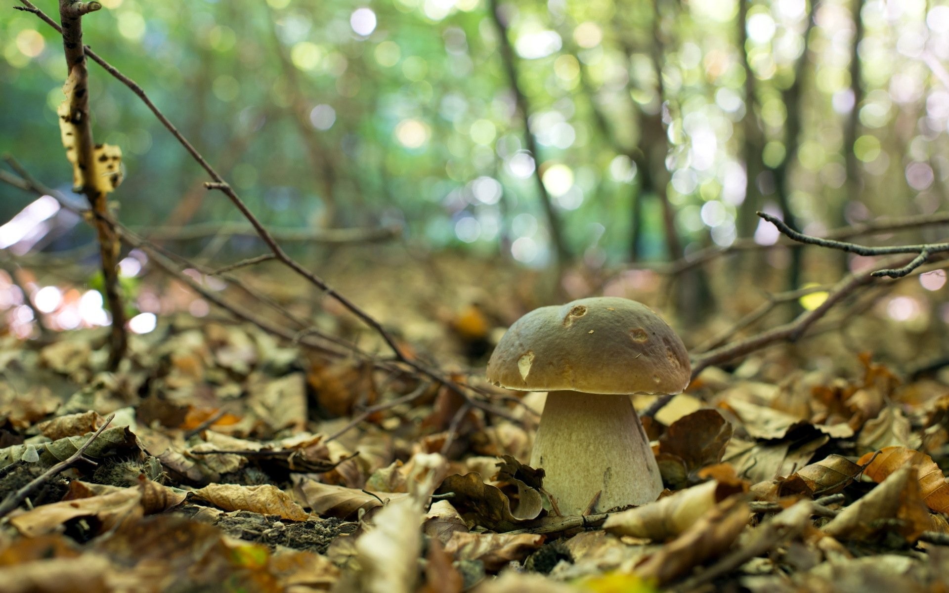 1920x1200 mushroom forest autumn nature