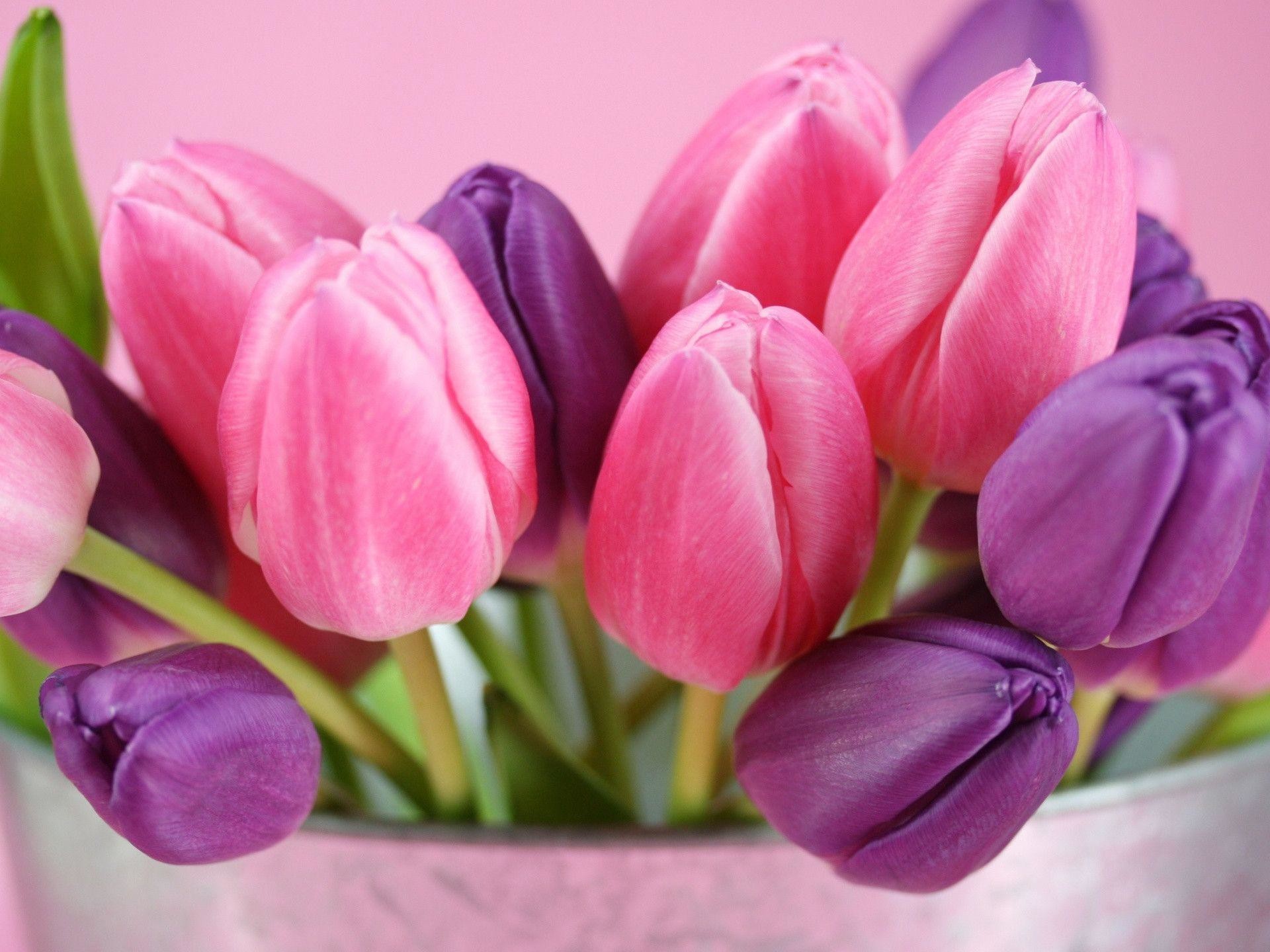 1920x1440 Pink Tulips Wallpapers - HD Wallpapers Inn