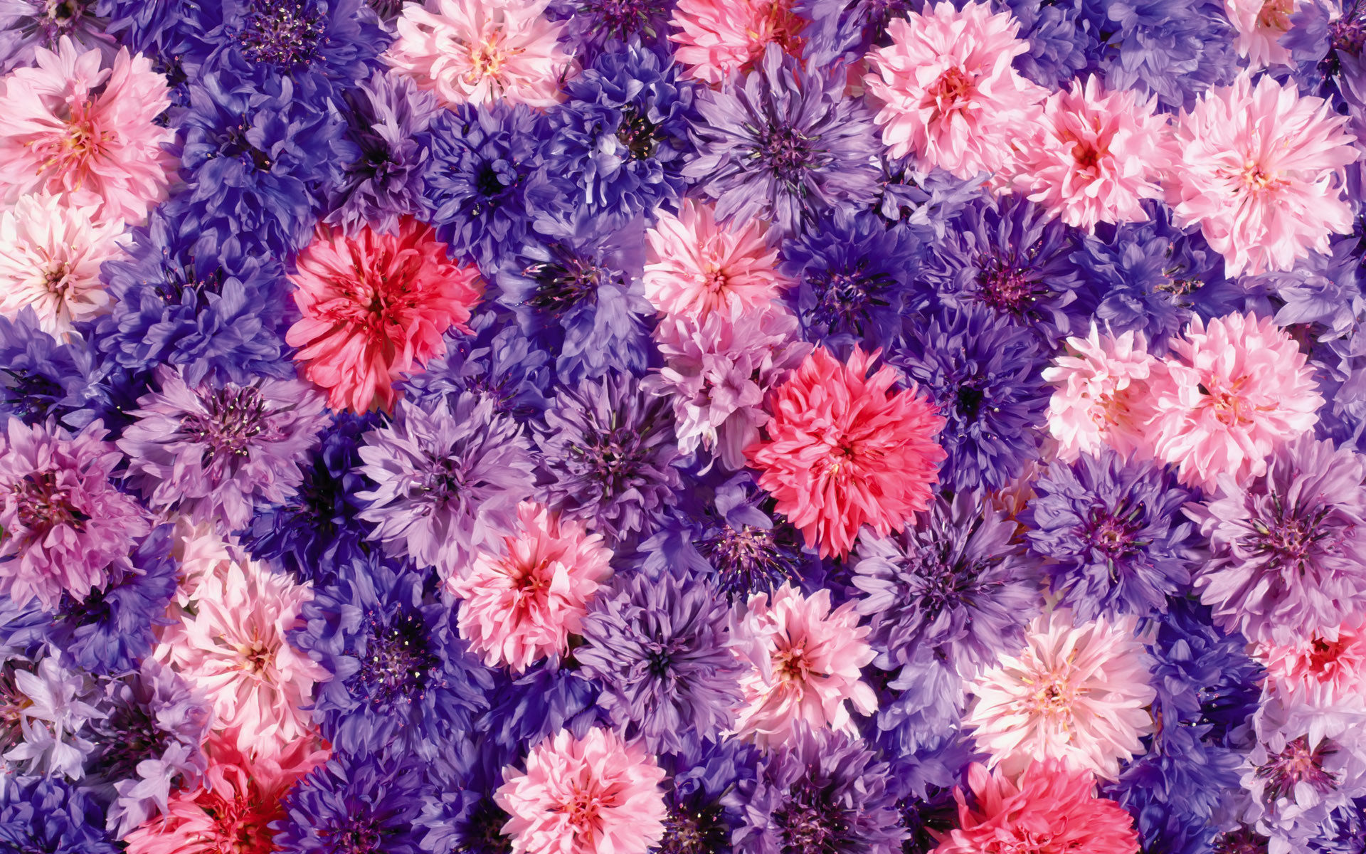 1920x1200 Neat Flower Backgrounds 18204