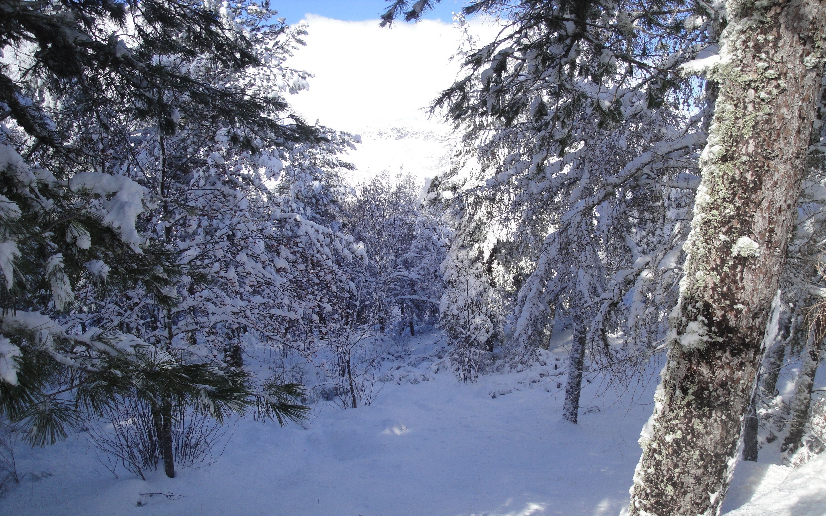 2880x1800 Snowy pine trees Wallpaper snowy-pine-trees-nature-hd-