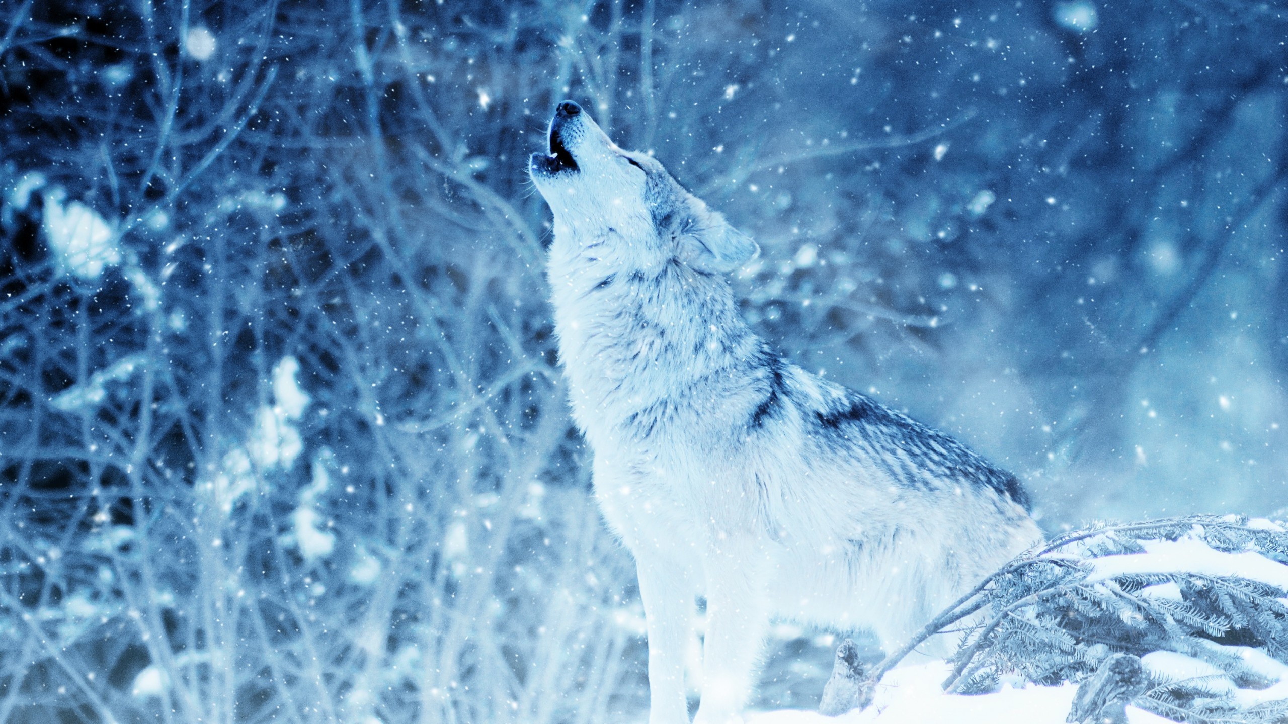 2560x1440 Tags: Wolf Howling ...