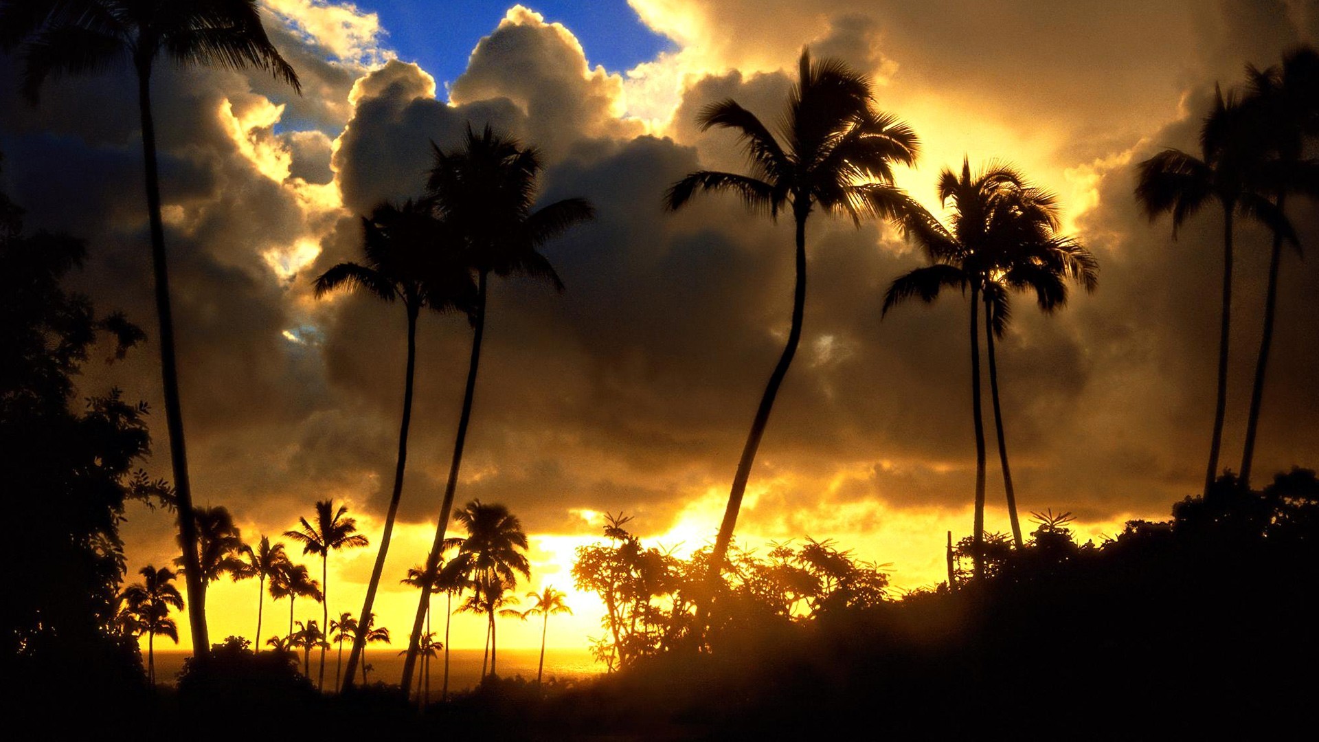 1920x1080 Palm Trees Sunset Wallpapers