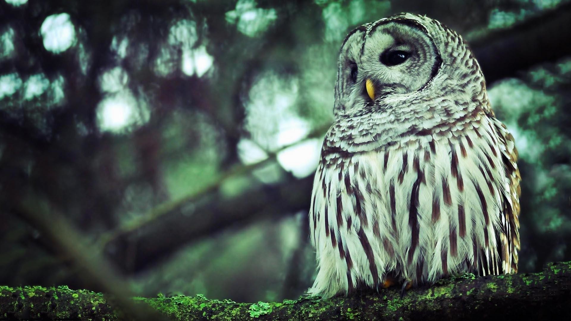 1920x1080 8. cute-owl-wallpapers8-600x338
