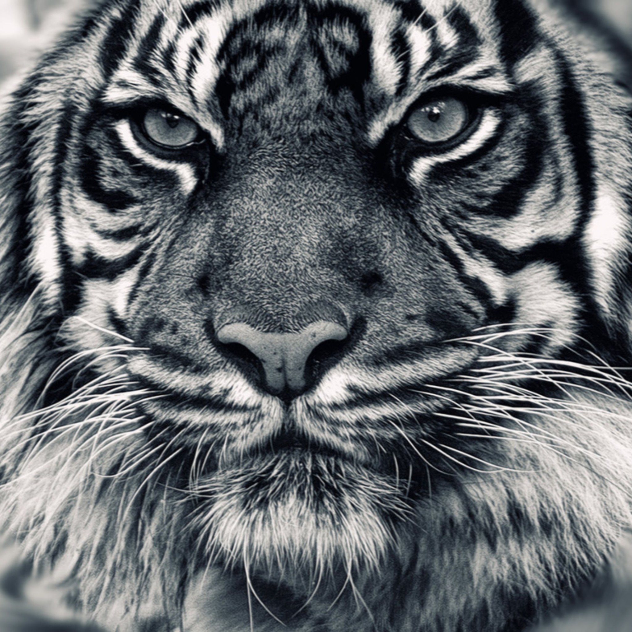 2048x2048 Related to Black and White Siberian Tiger 4K Wallpaper
