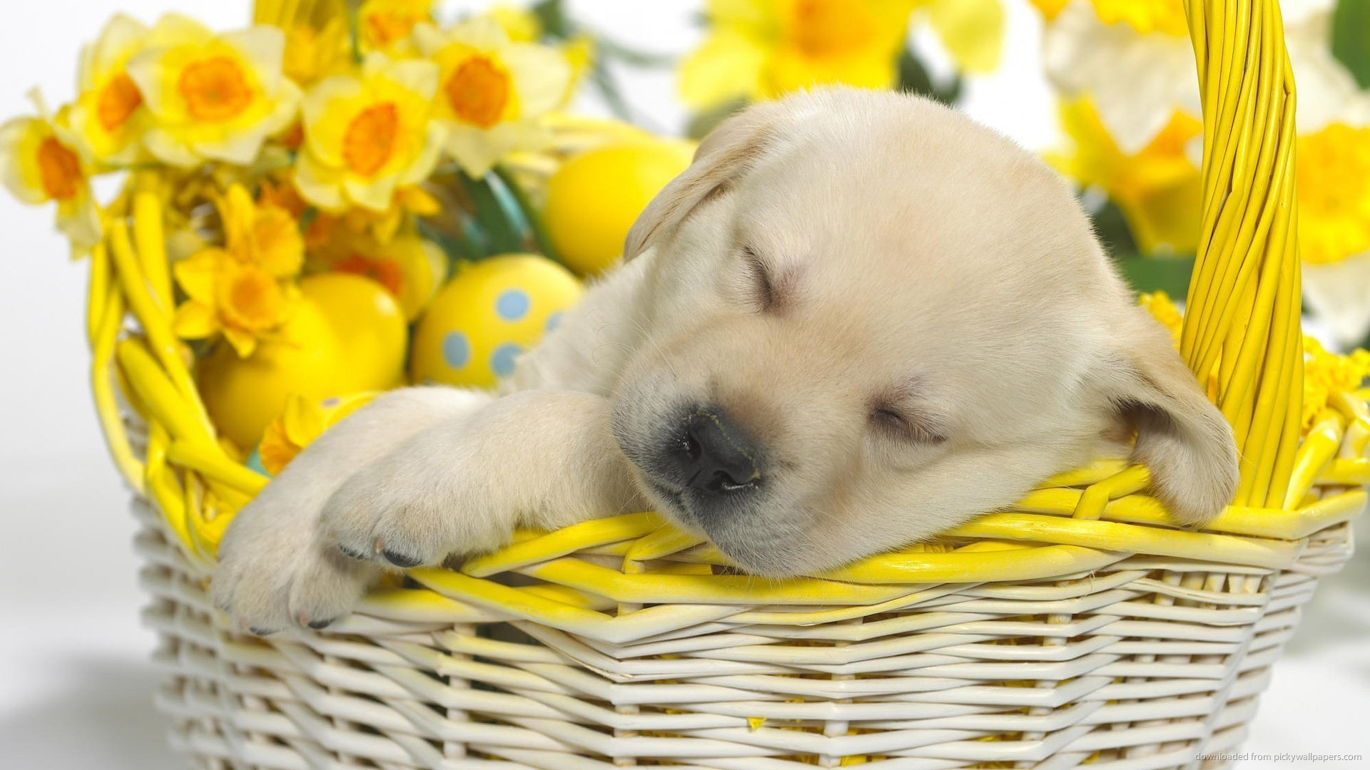 1920x1080 Cute puppy sleeping in an Easter basket picture
