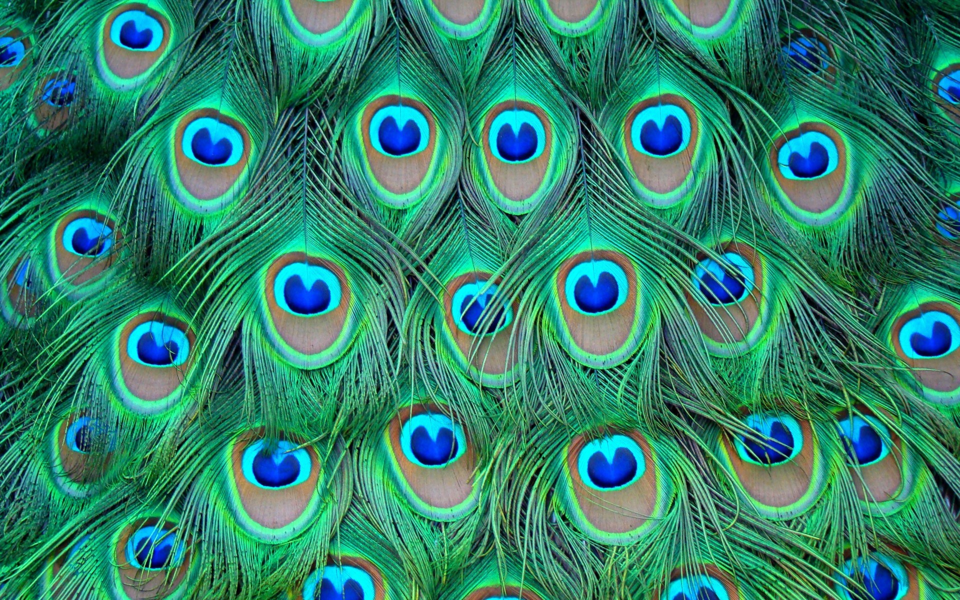 1920x1200 Peacock Feather Wallpaper