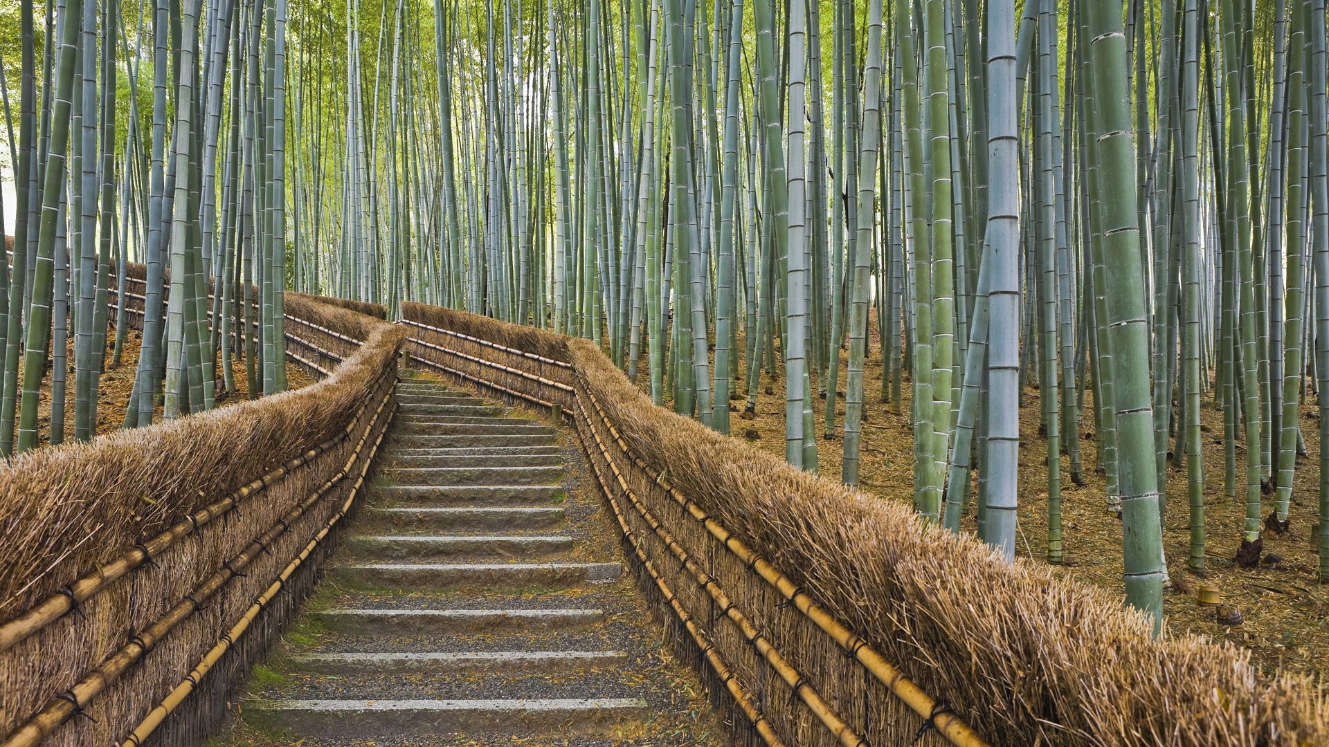 1920x1080 Stairs through the bamboo forest, Kyoto wallpaper - 1215727
