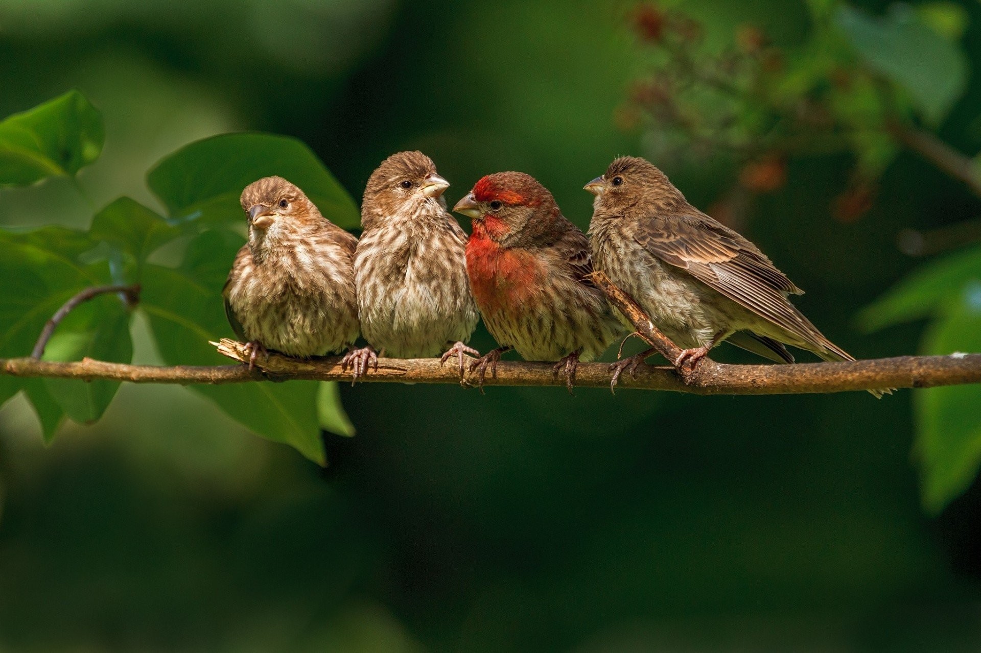 1920x1279 finches birds little family branch