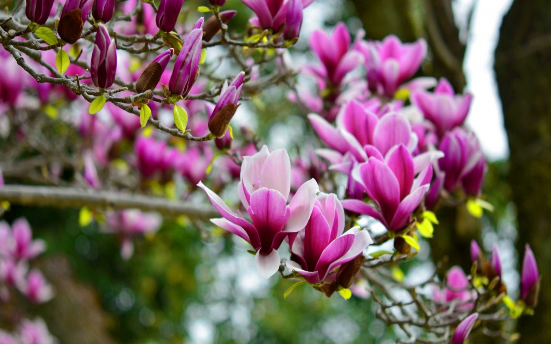 1920x1200 Magnolia flower wallpaper images of flowers flower pictures 