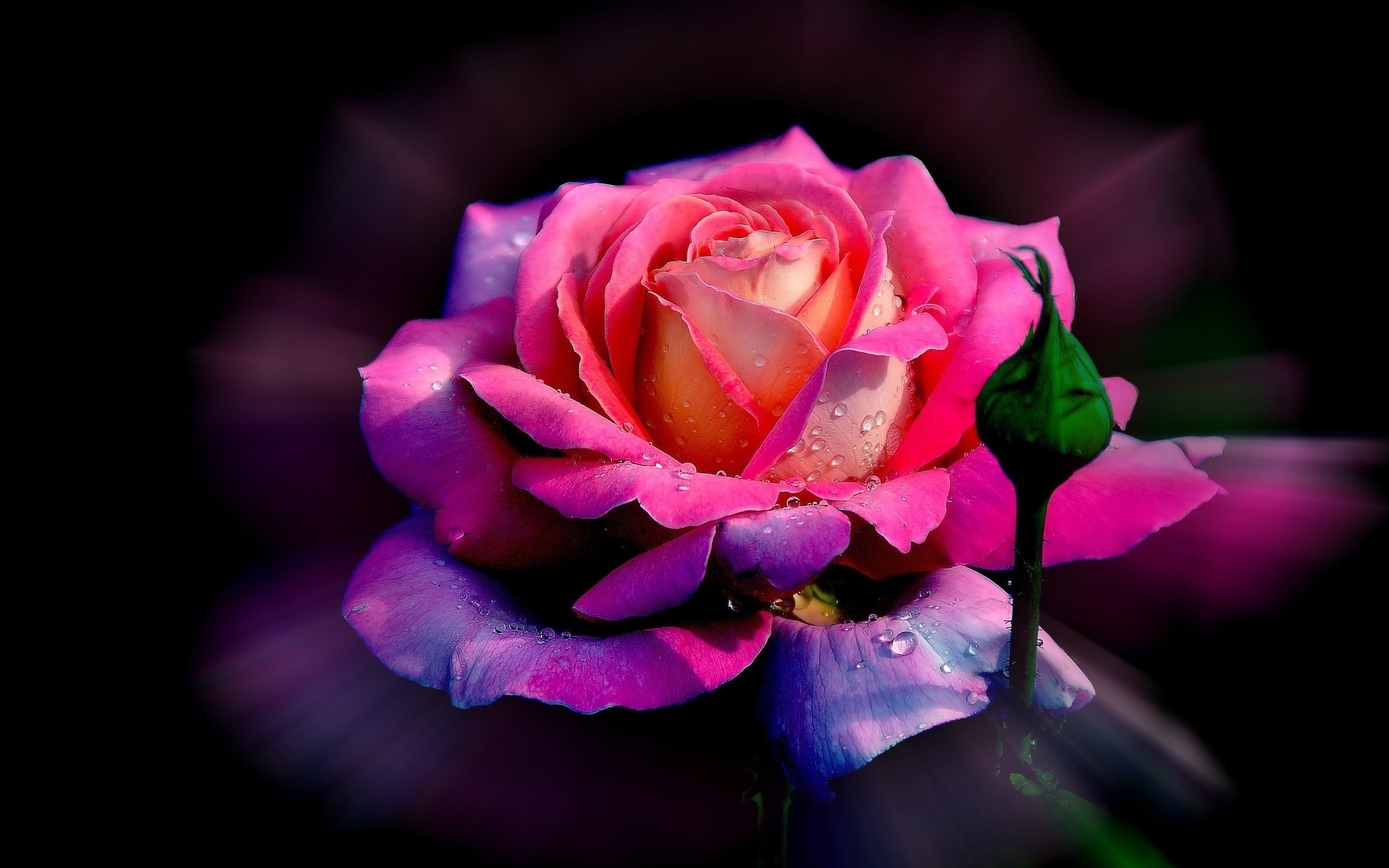 2304x1440  free wallpaper and screensavers for rose