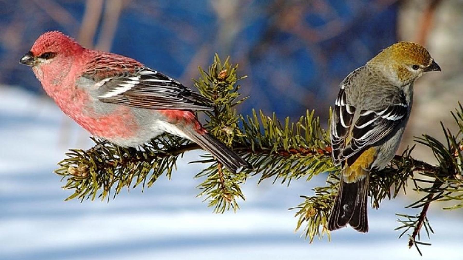 Winter Birds Wallpaper (66+ images)