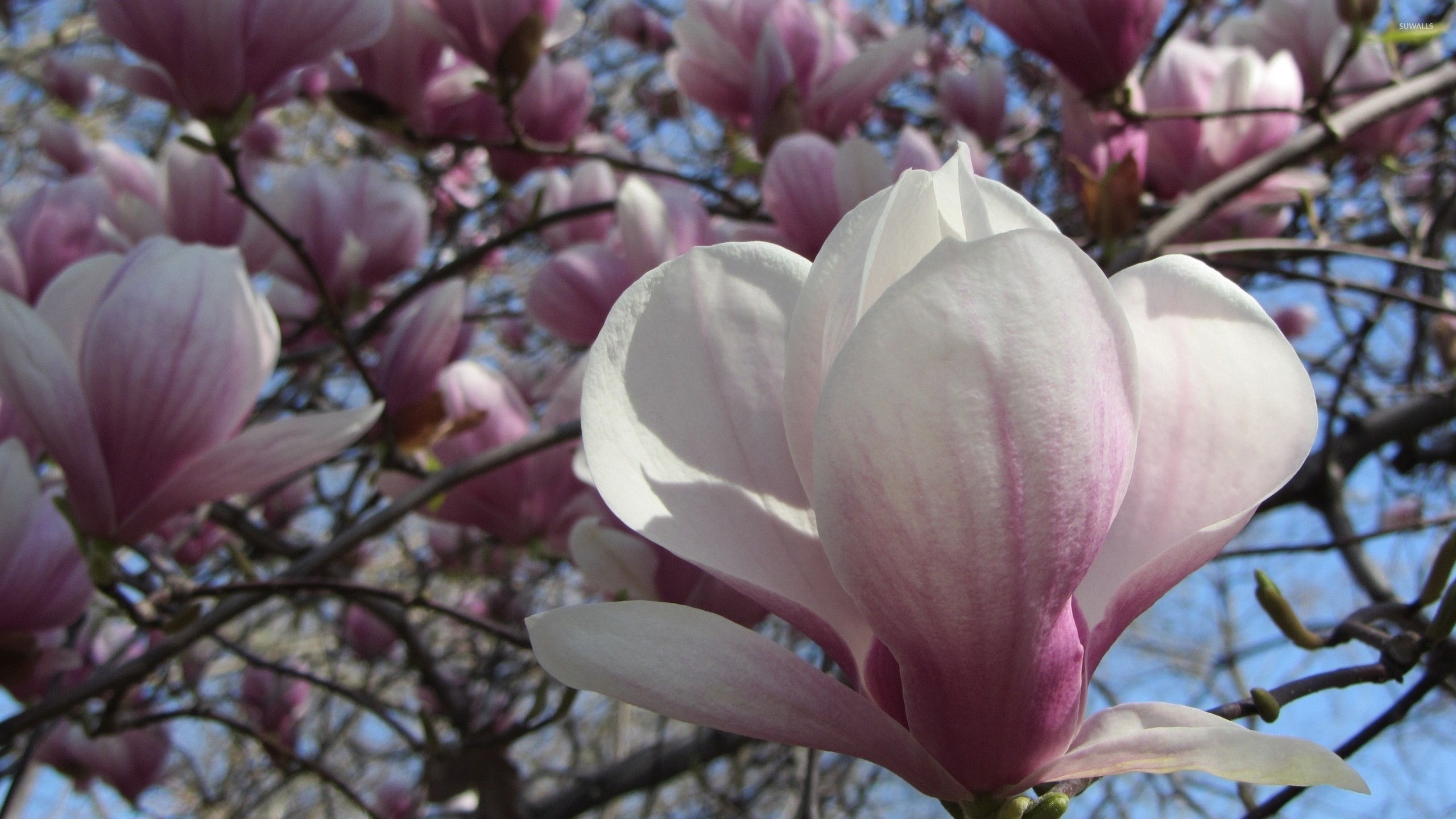 2560x1440 White with pink magnolia close-up wallpaper