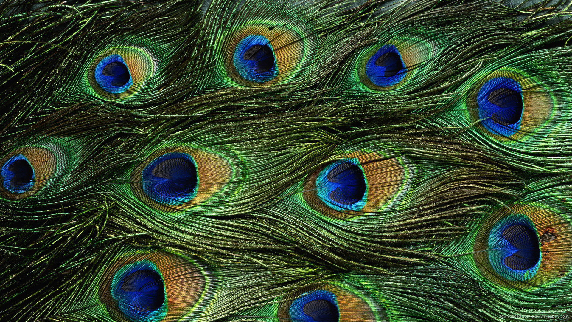 1920x1080 1024x600 Peacock Feathers wallpaper
