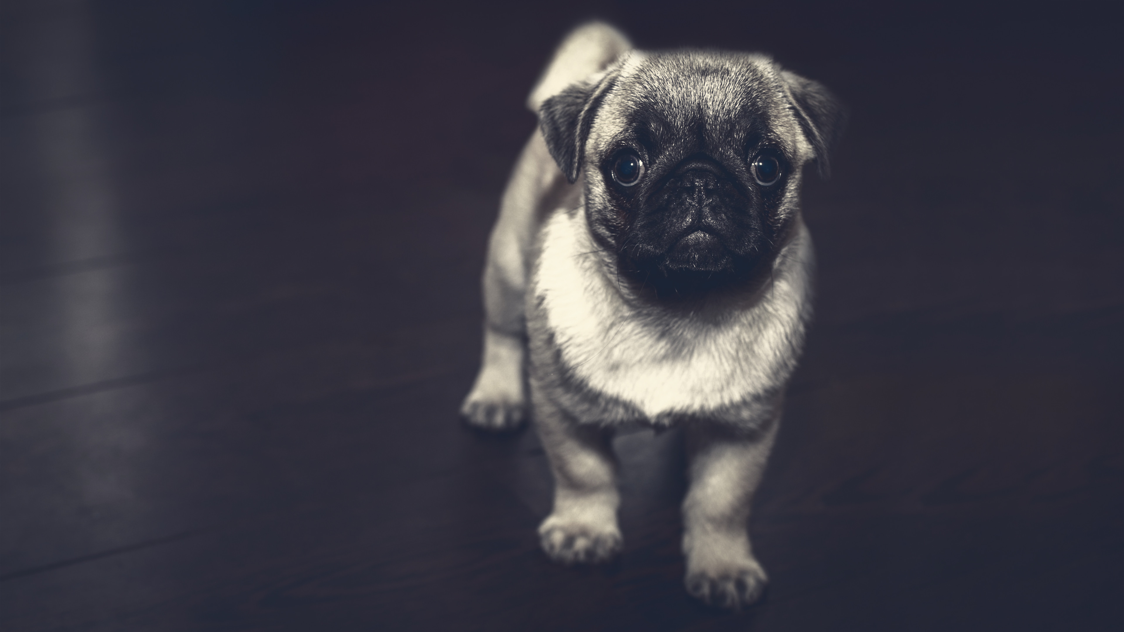 Pug Puppy Wallpaper (66+ images)