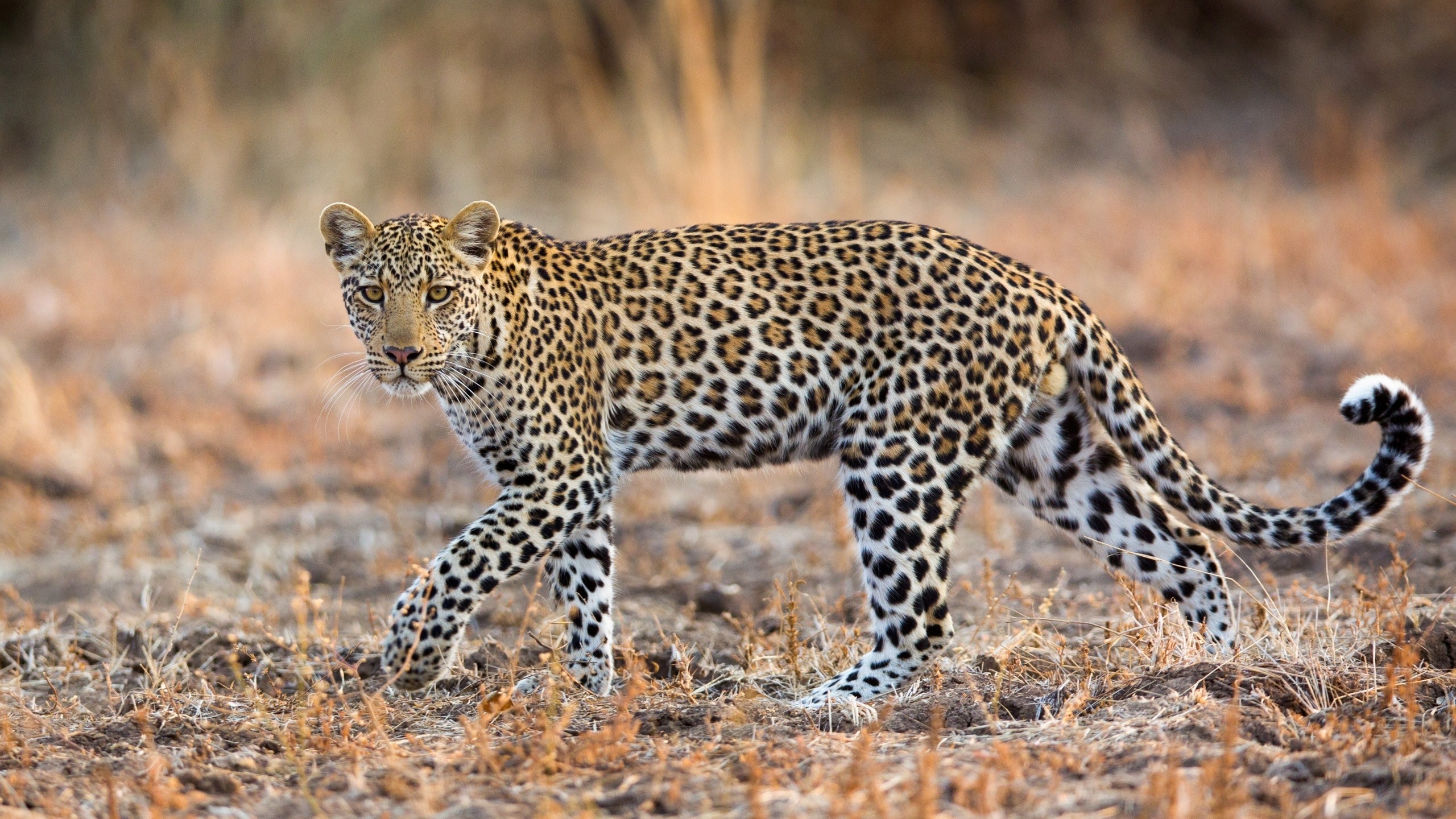2560x1440 Best Leopard, Wildlife Wallpaper