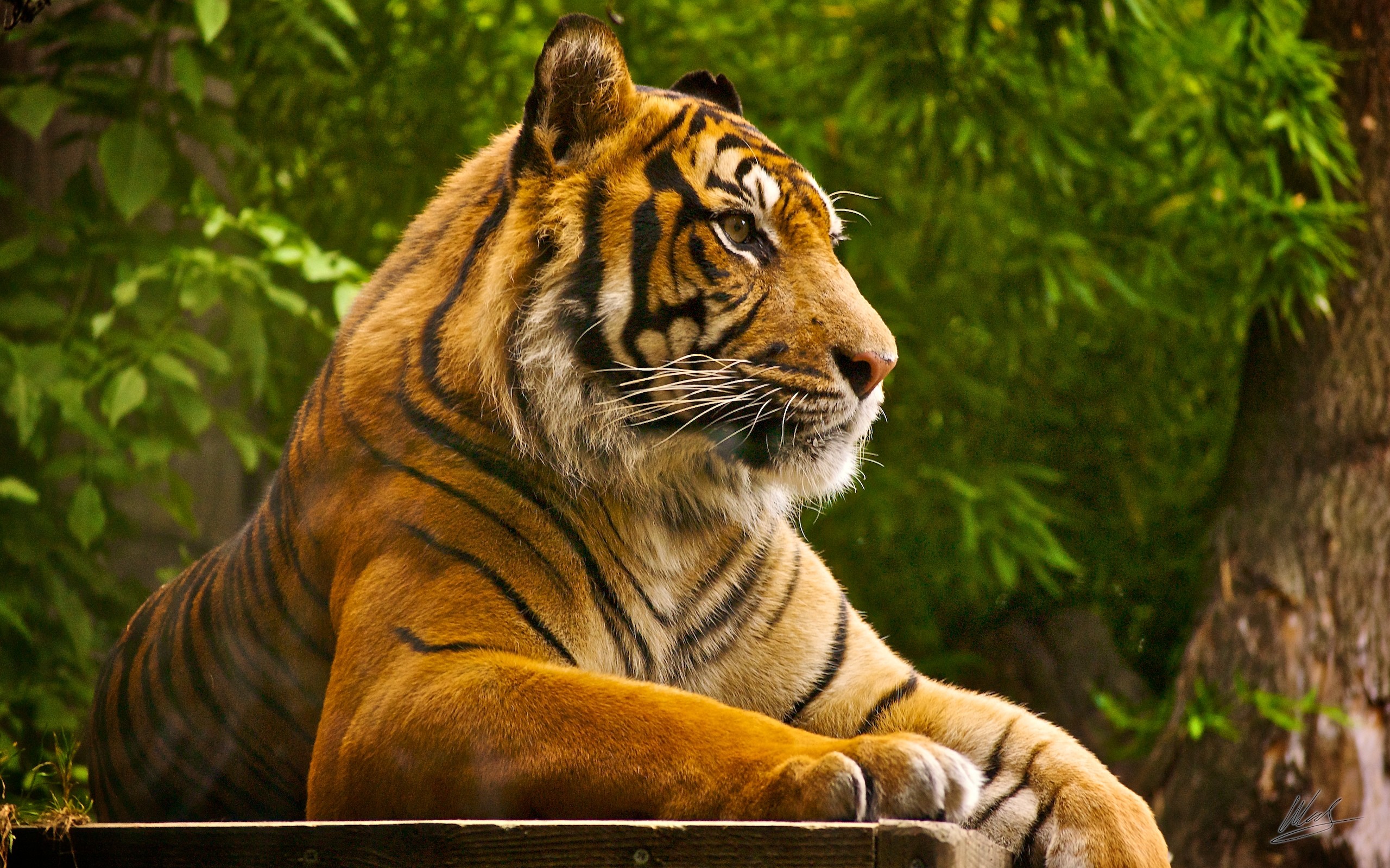 2560x1600 Sumatran Tiger