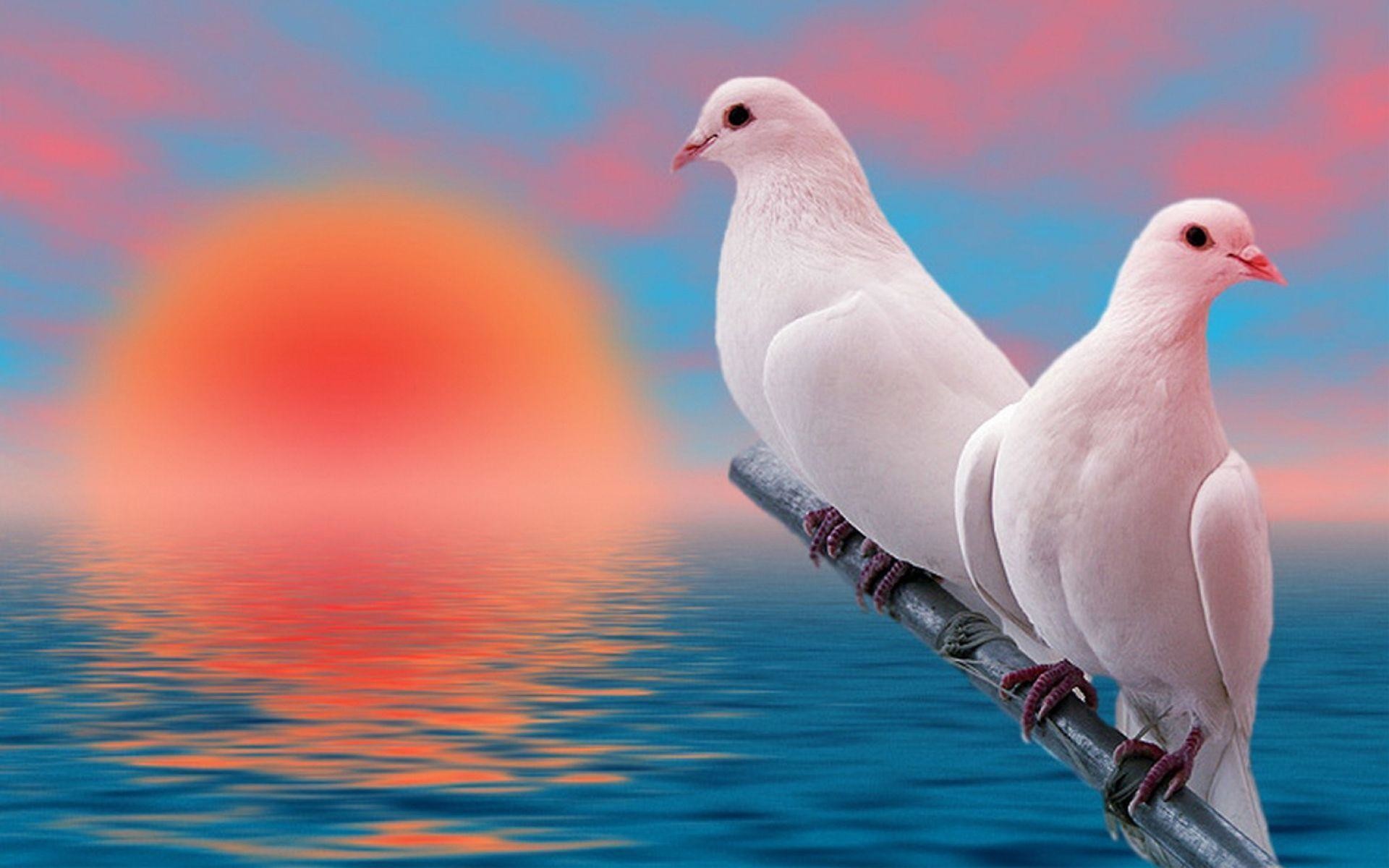 1920x1200 White Doves Birds HD Wallpapers Free Download | HD Free Wallpapers .