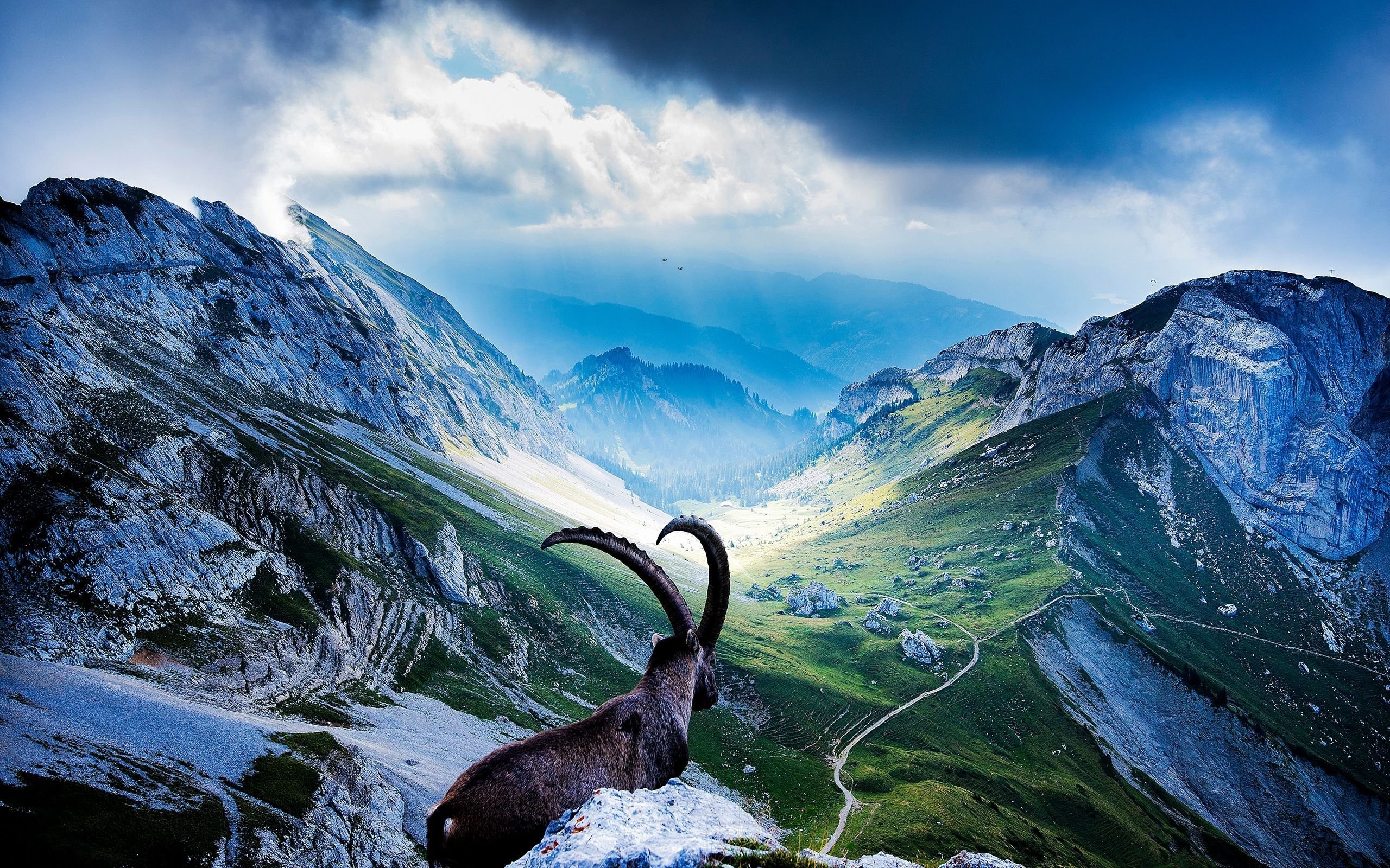 2560x1600 HDQ-Mountain Goat 2016 High Definition