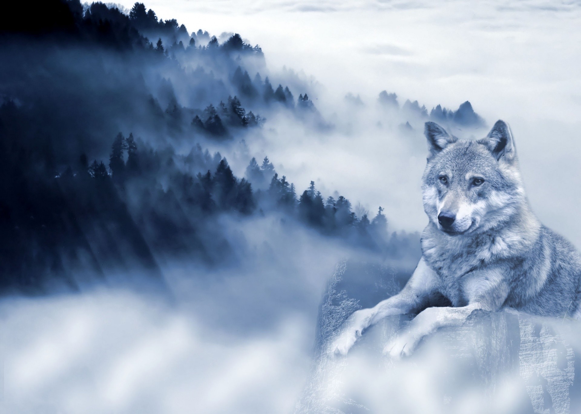 1920x1370 Wolf Background Free Stock Photo - Public Domain Pictures