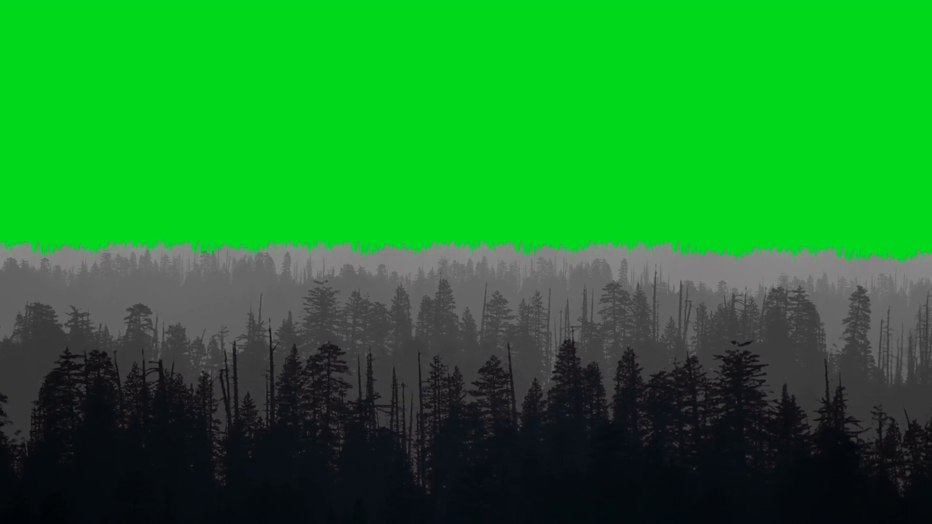 1920x1080 Animated Forest on a Green Screen Background Motion Background - VideoBlocks