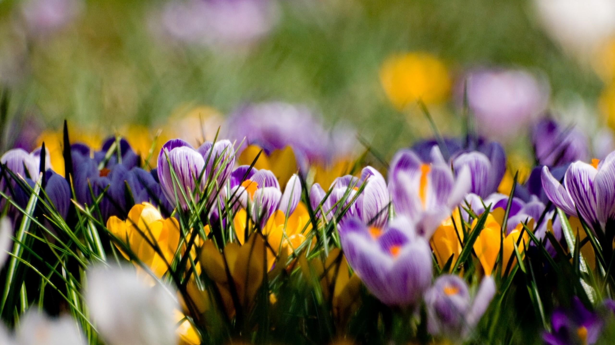 2560x1440 ... Beautiful spring wallpapers ...
