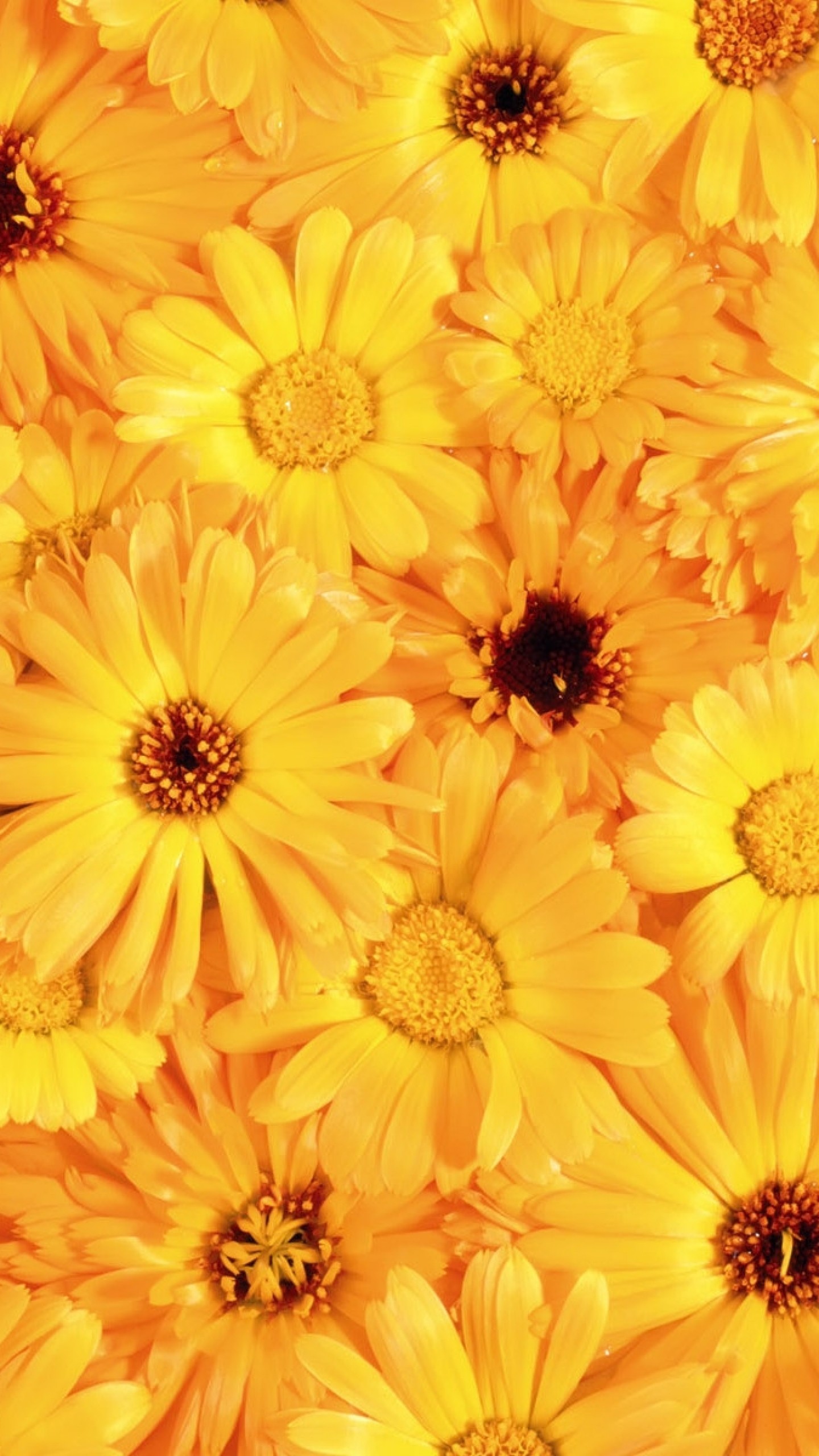 1440x2560  Wallpaper gerbera, flower, yellow, bright, sunny